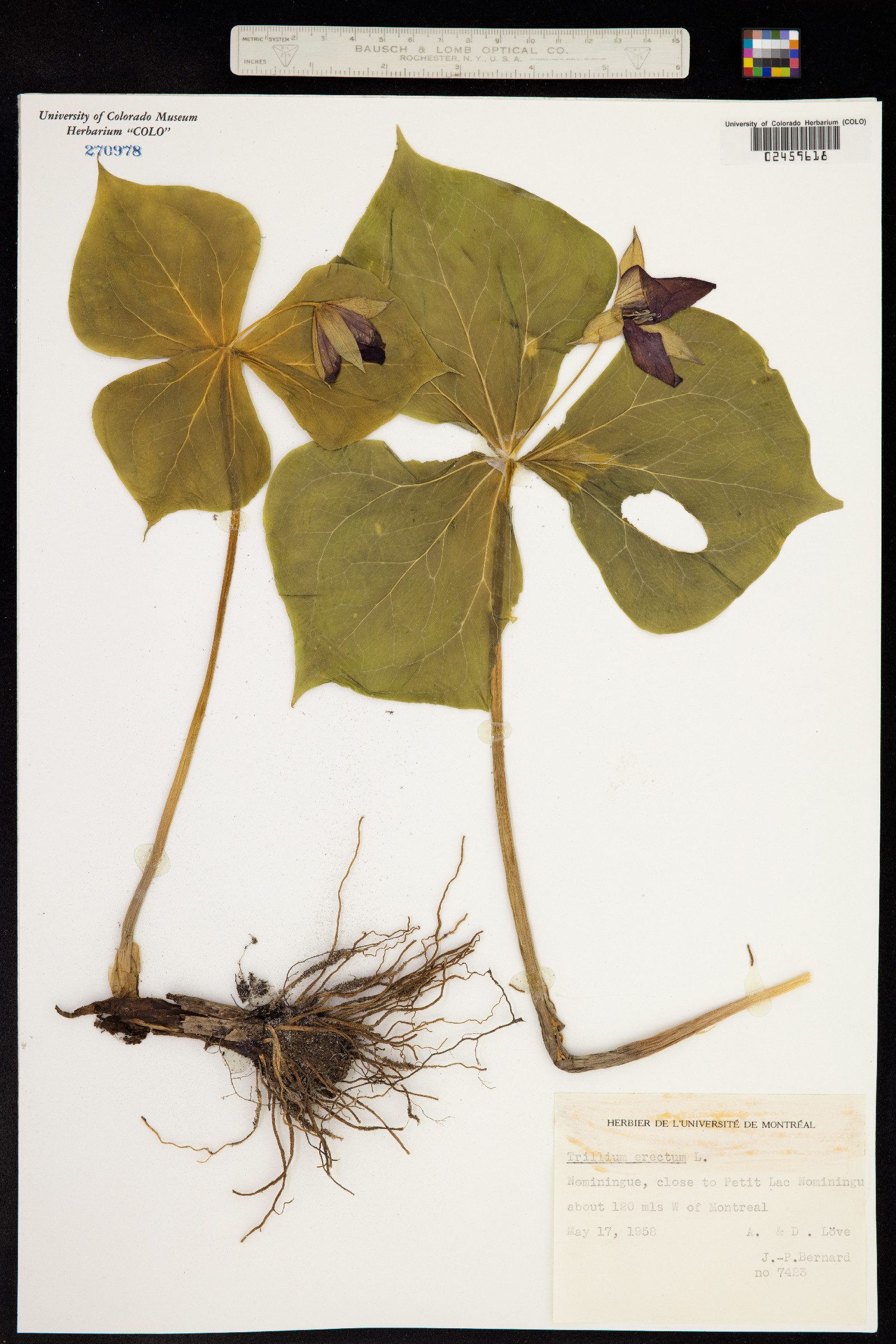 Trillium erectum image