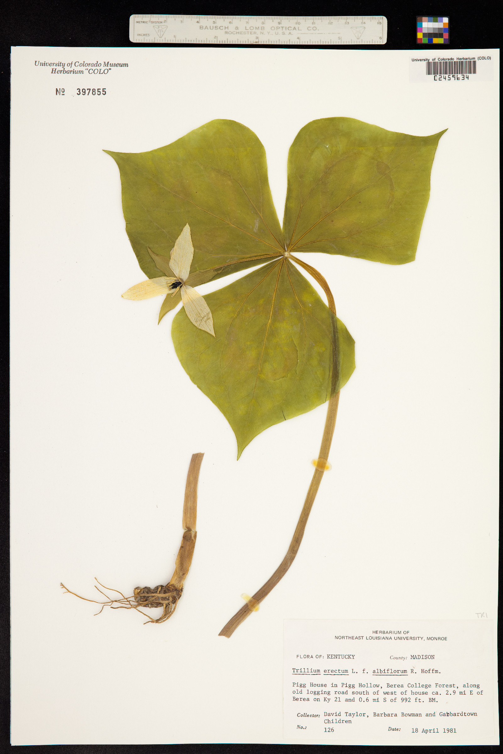 Trillium erectum image