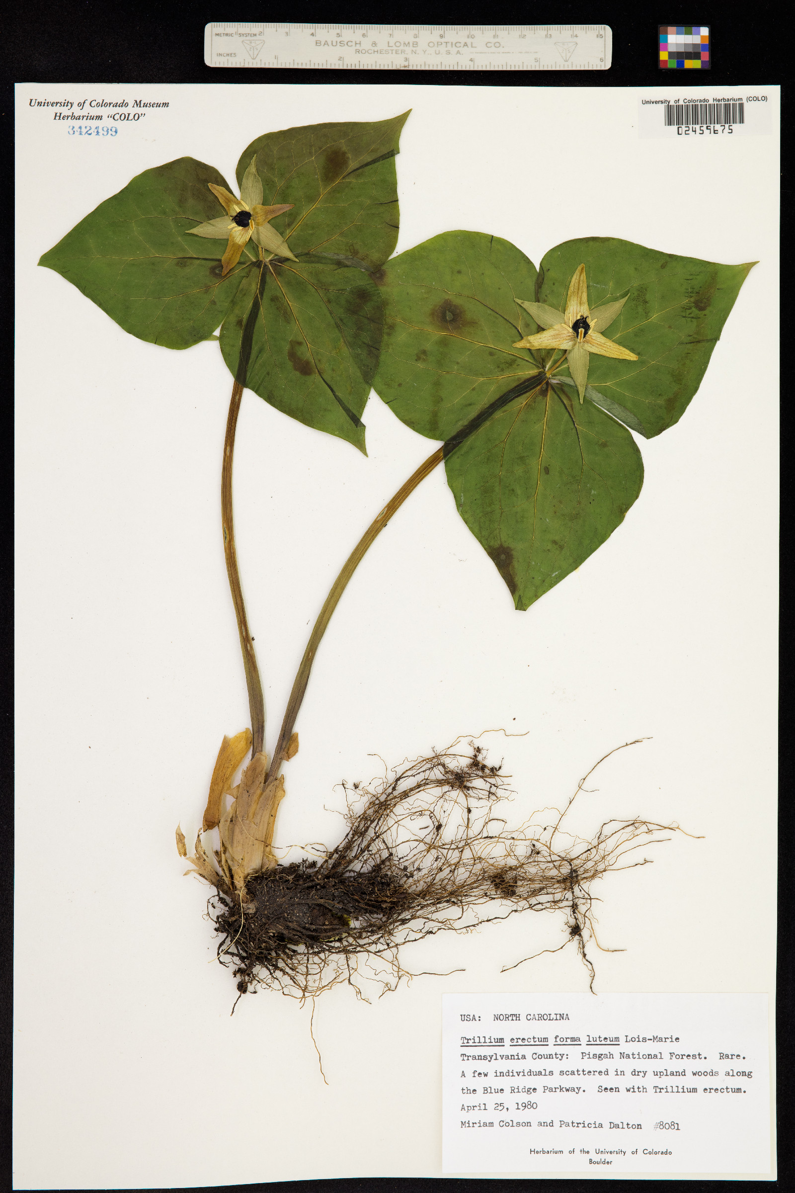 Trillium erectum image