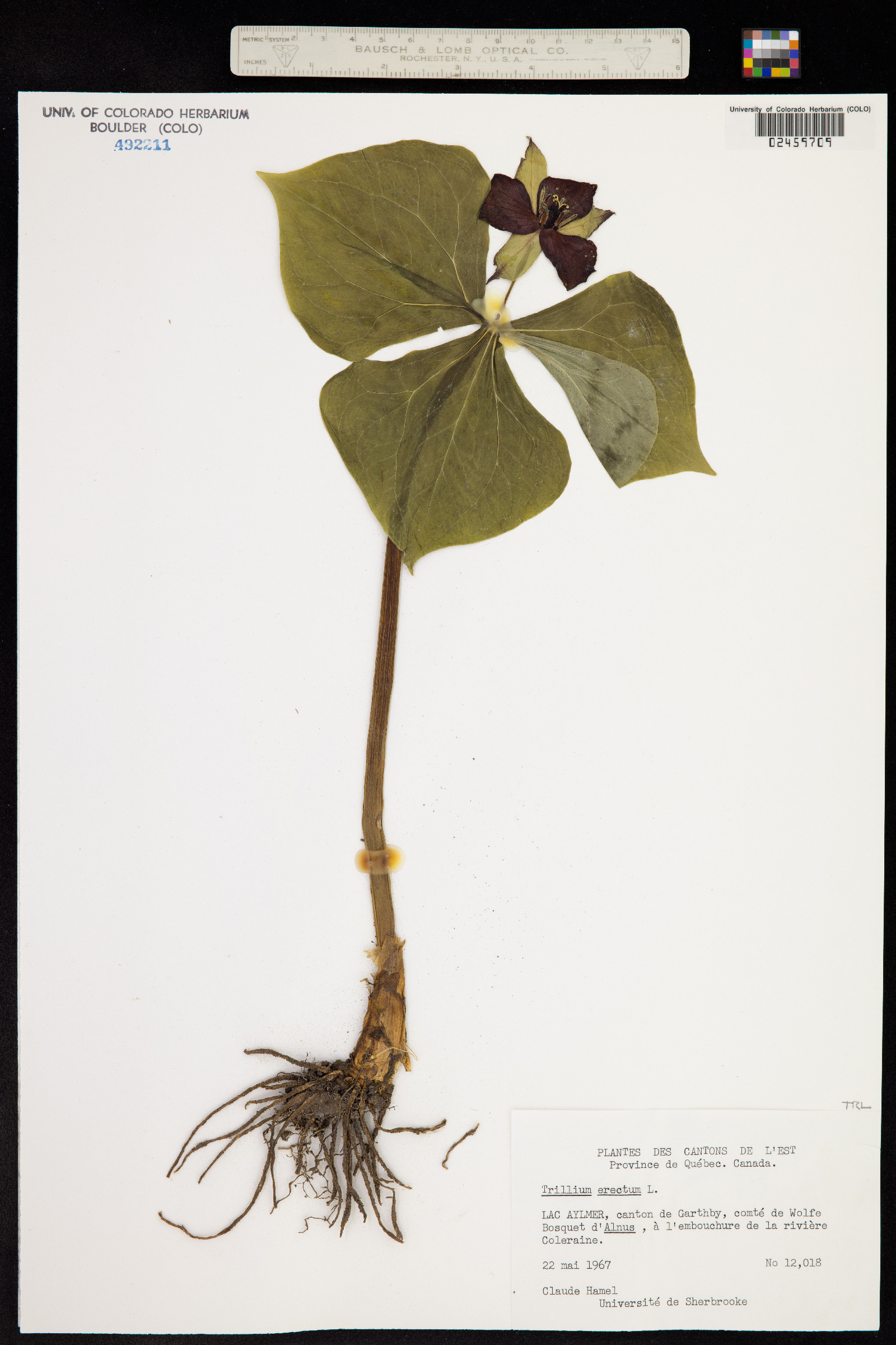 Trillium erectum image