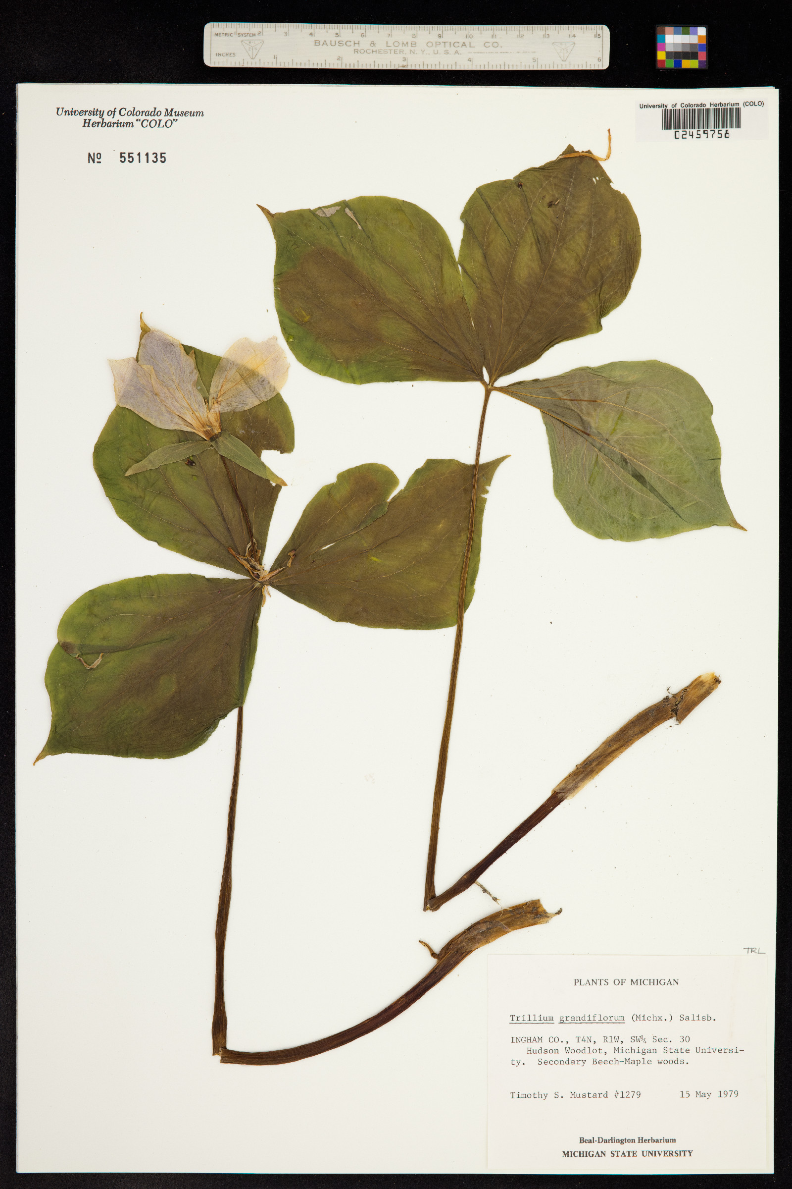 Trillium grandiflorum image