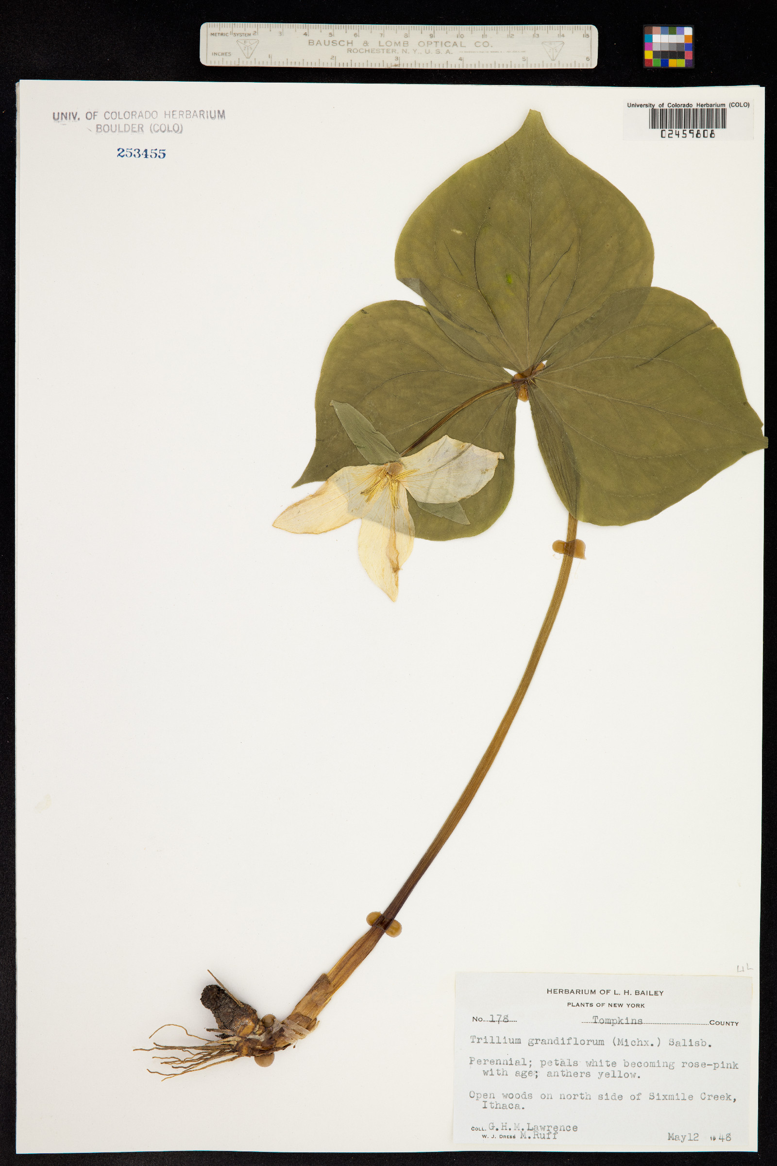 Trillium grandiflorum image