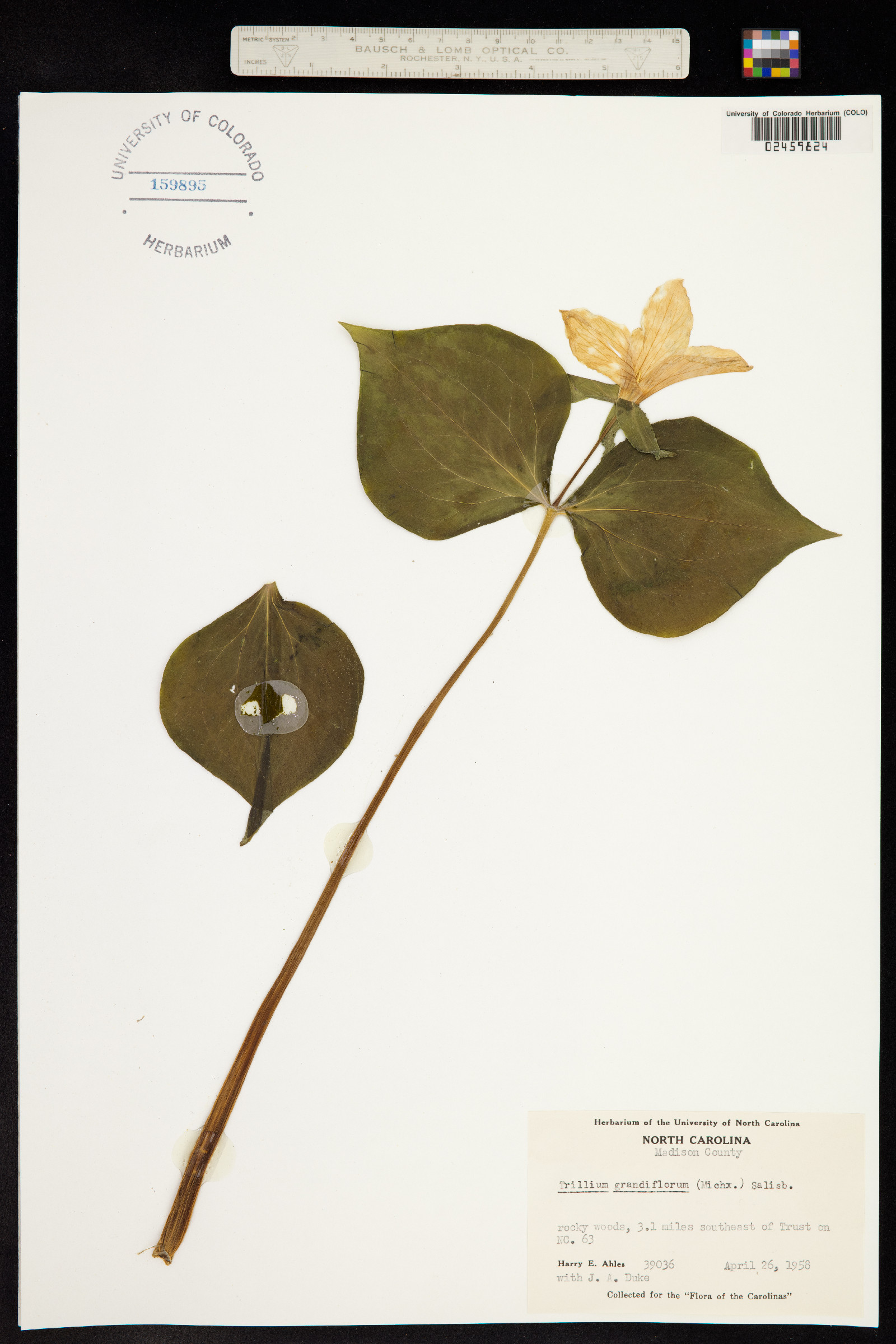 Trillium grandiflorum image