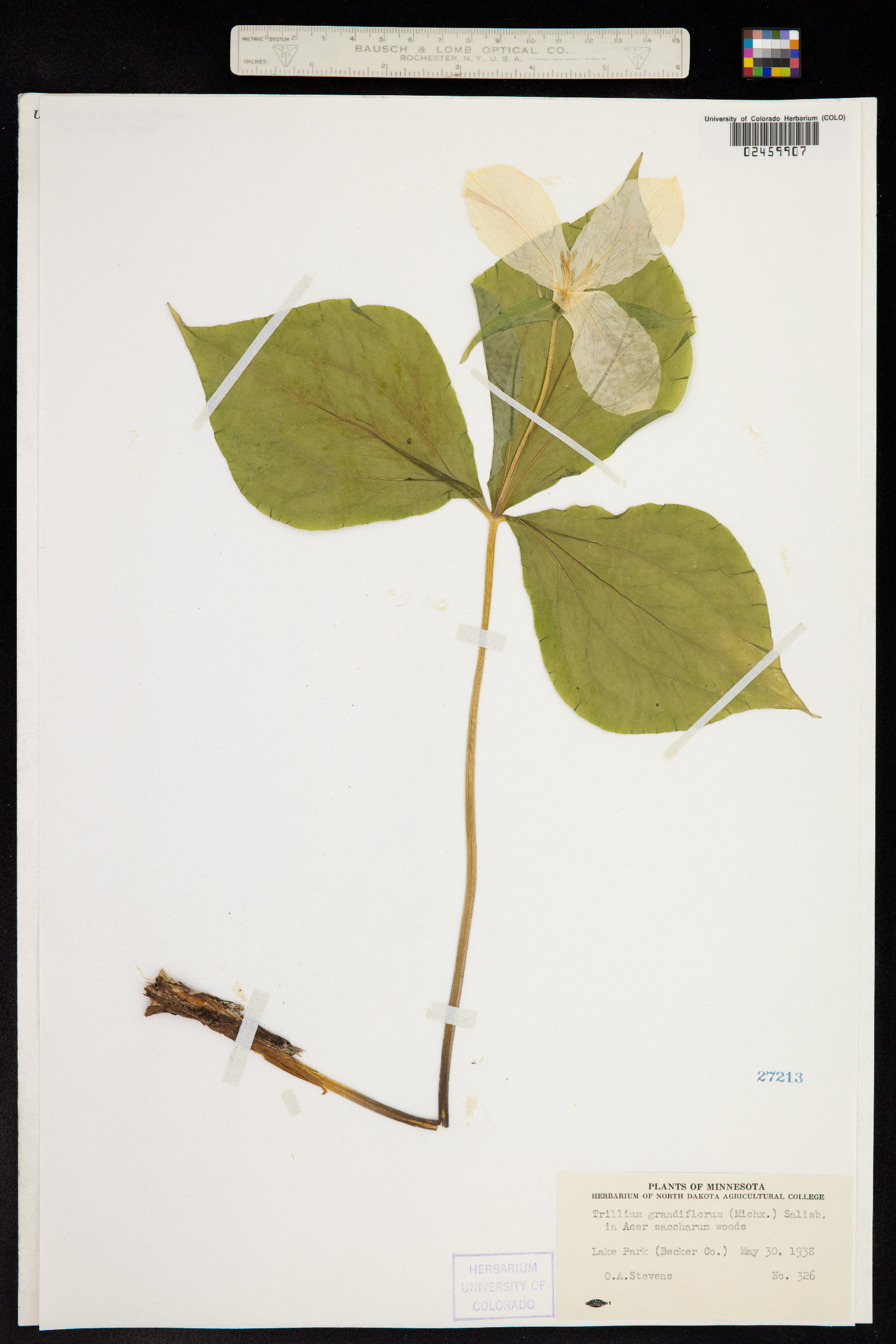 Trillium grandiflorum image