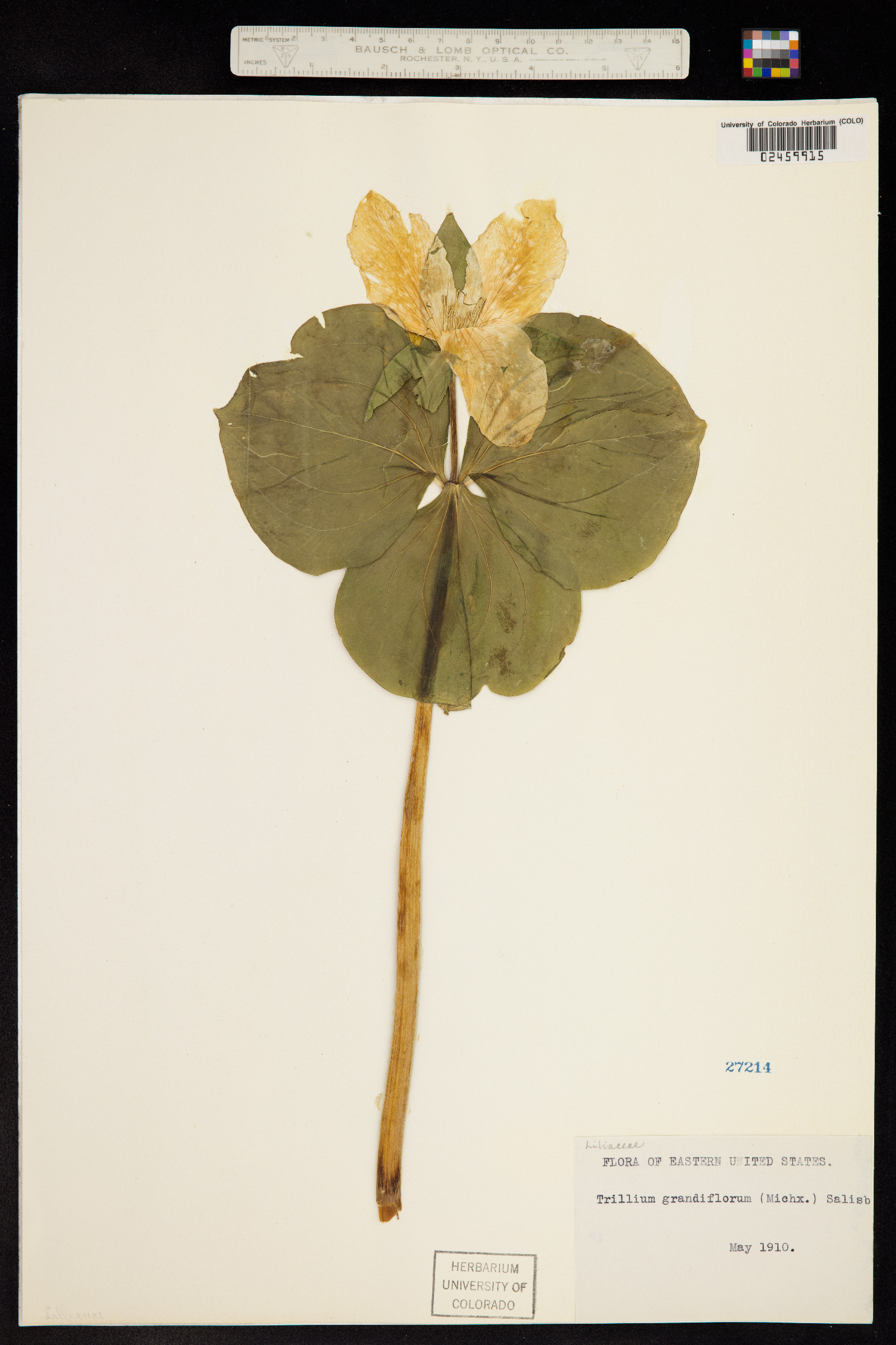 Trilliaceae image