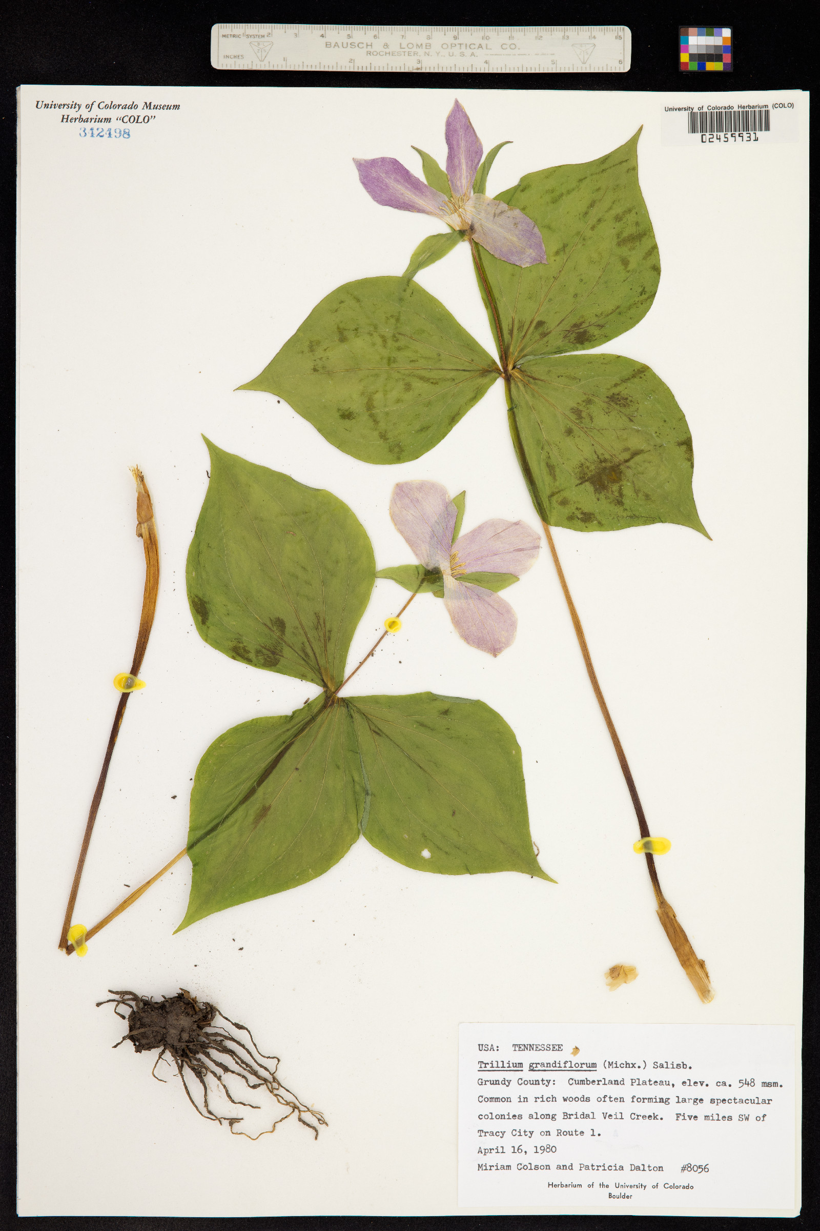 Trillium grandiflorum image
