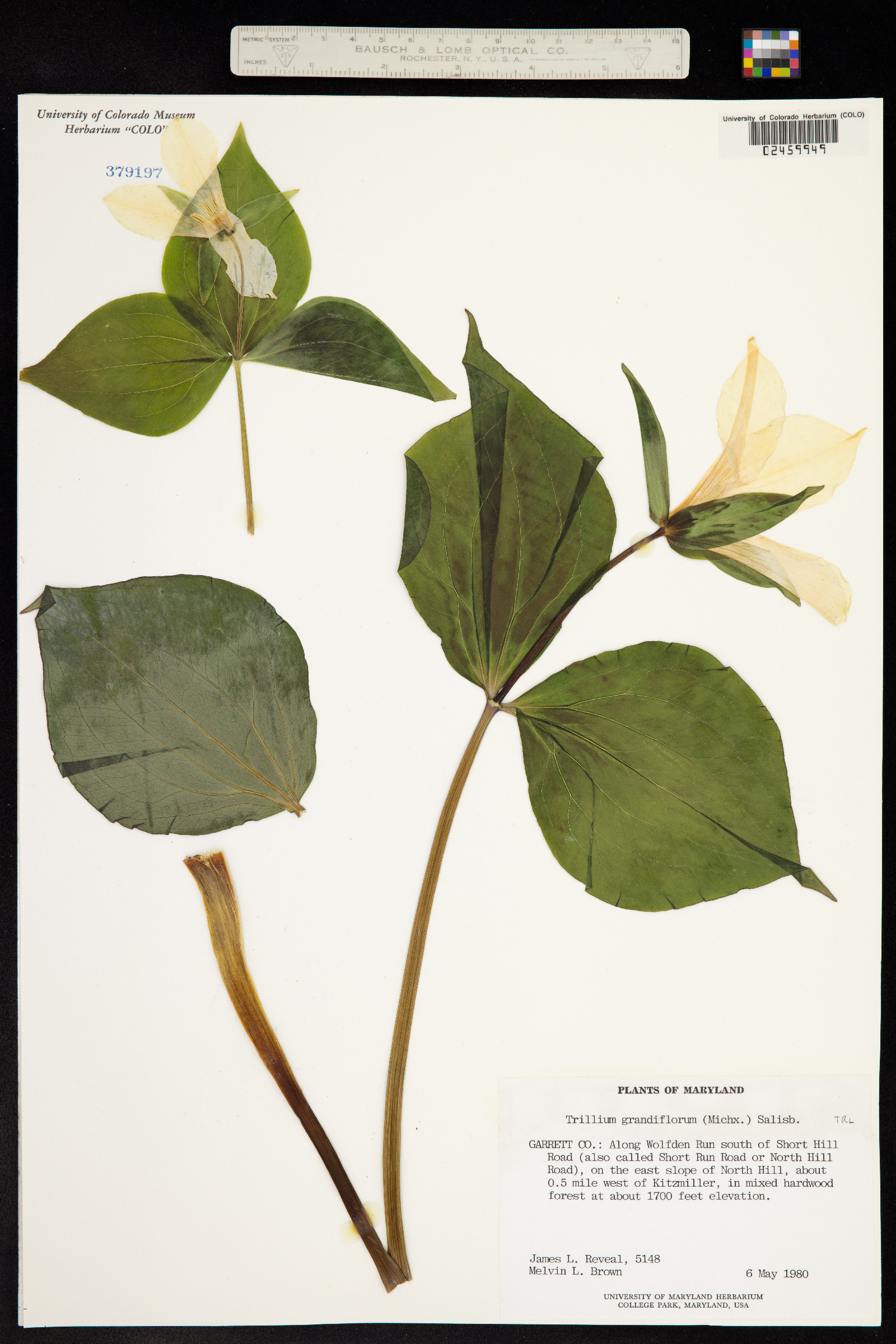 Trillium grandiflorum image