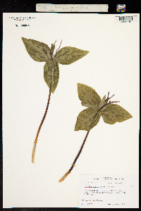 Image of Trillium ludovicianum