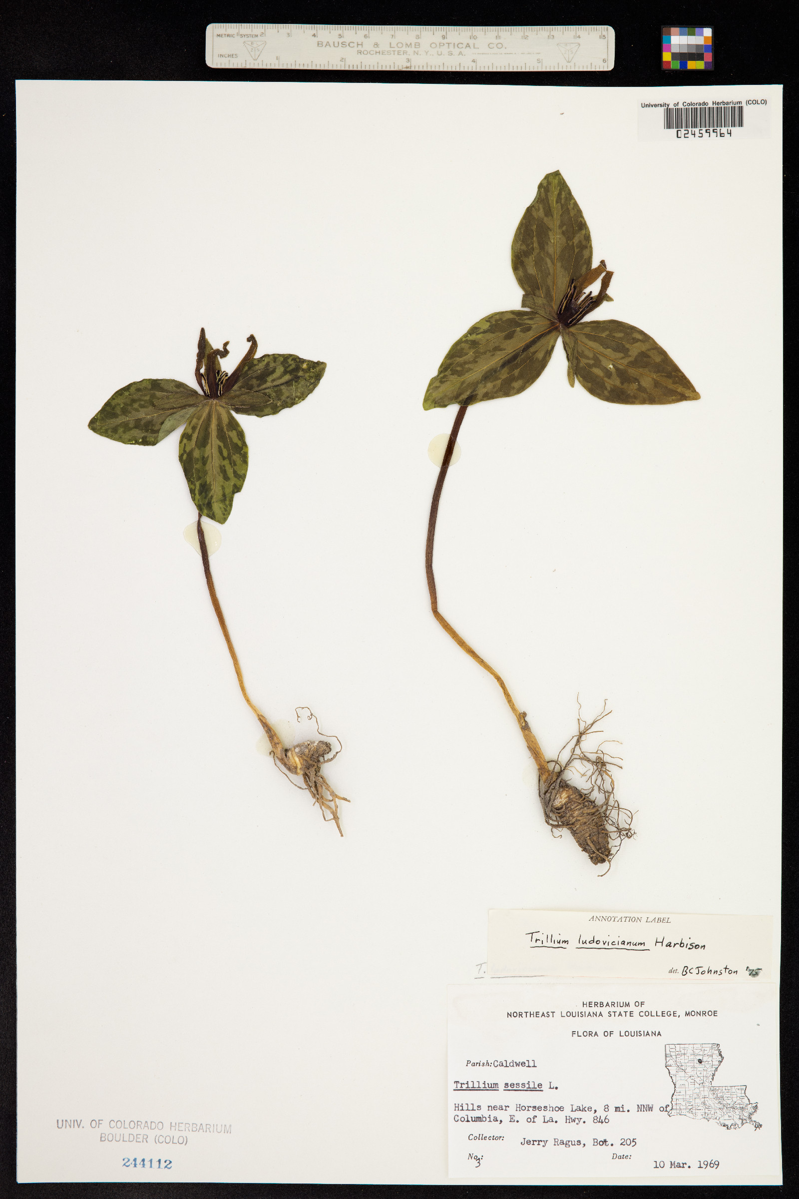 Trillium ludovicianum image