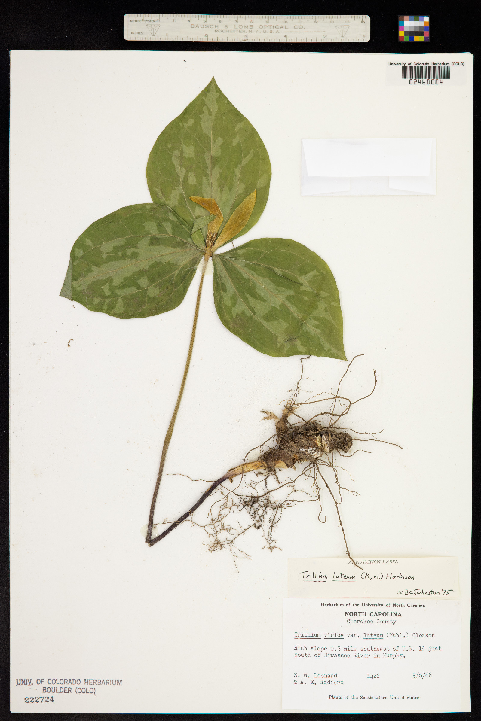Trillium luteum image