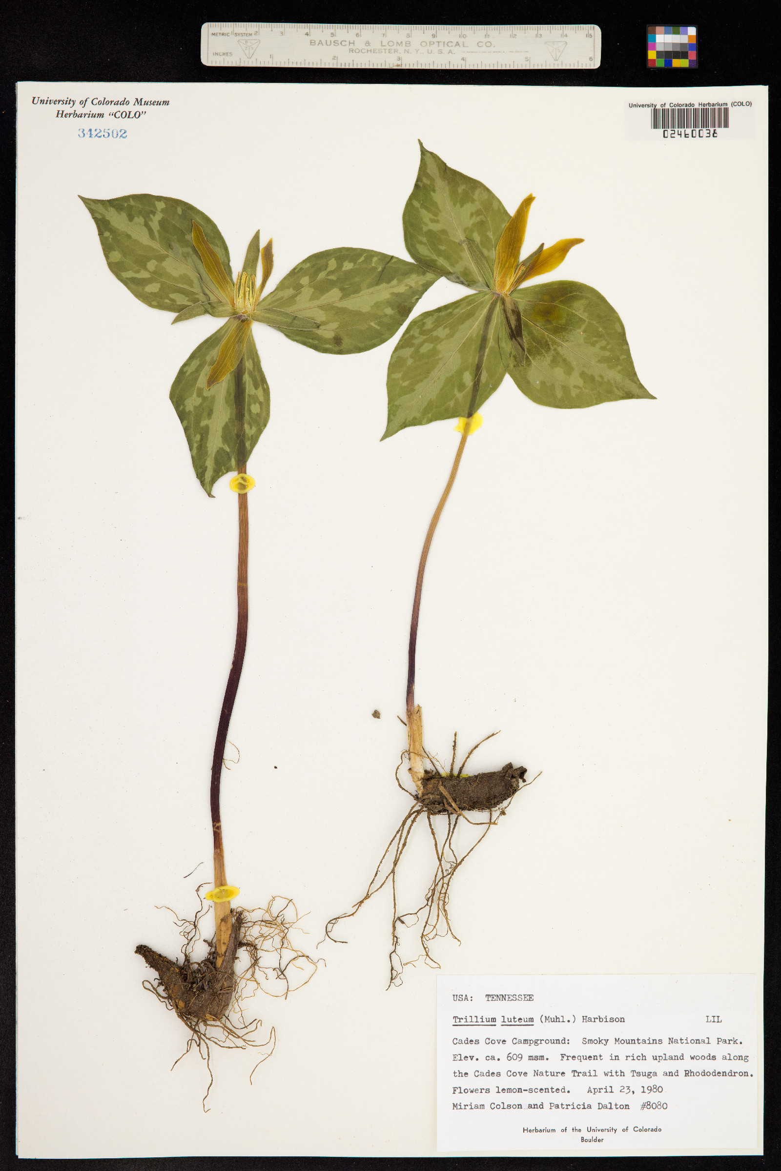 Trillium luteum image