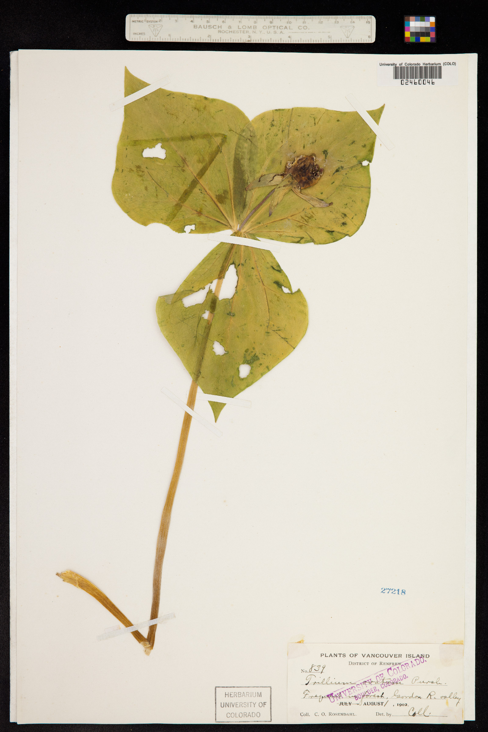 Trillium ovatum image