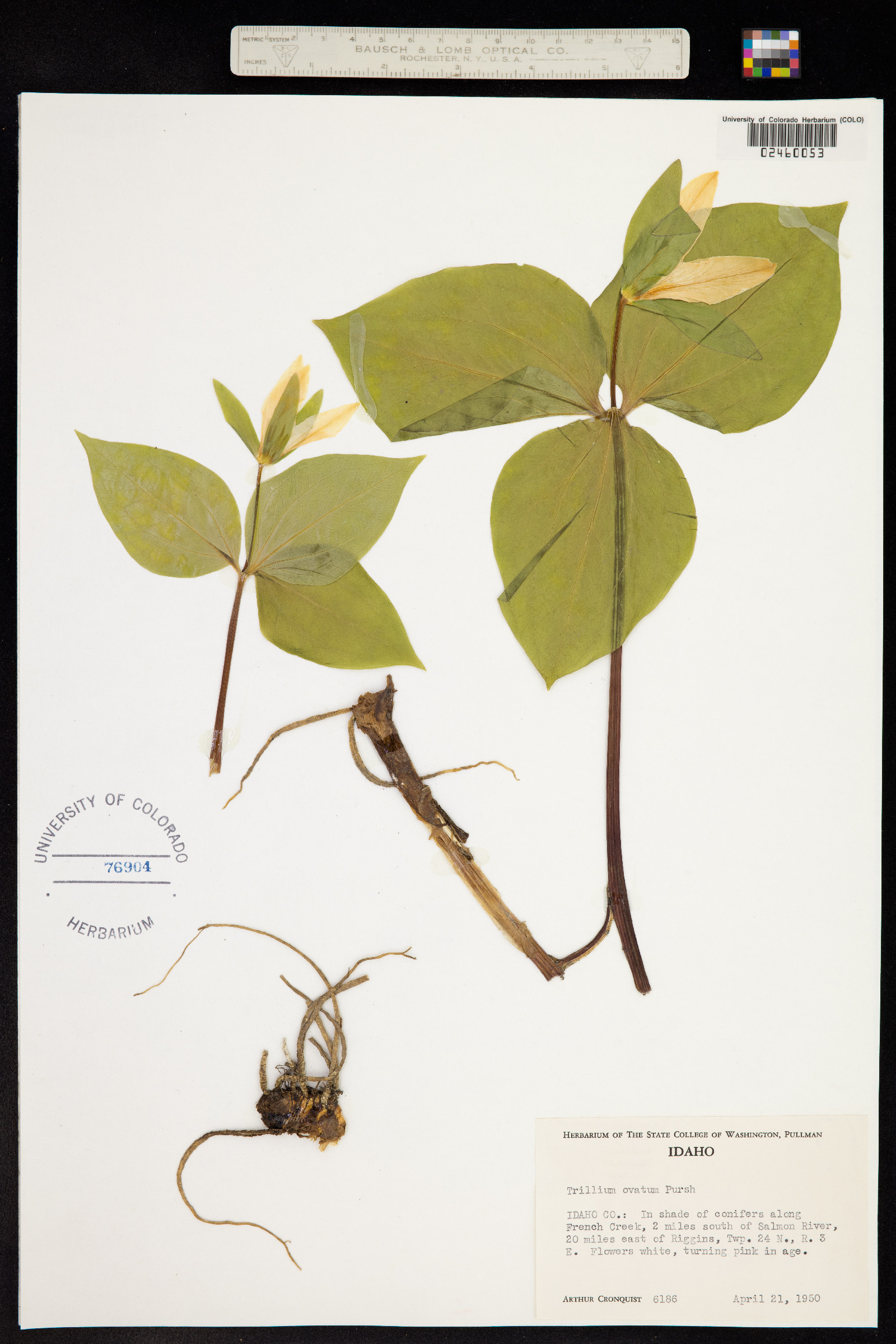 Trillium ovatum image