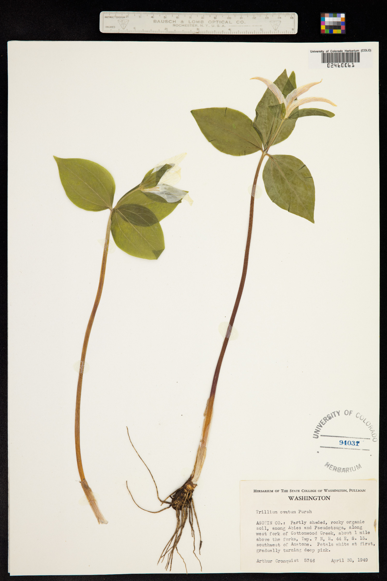 Trillium ovatum image