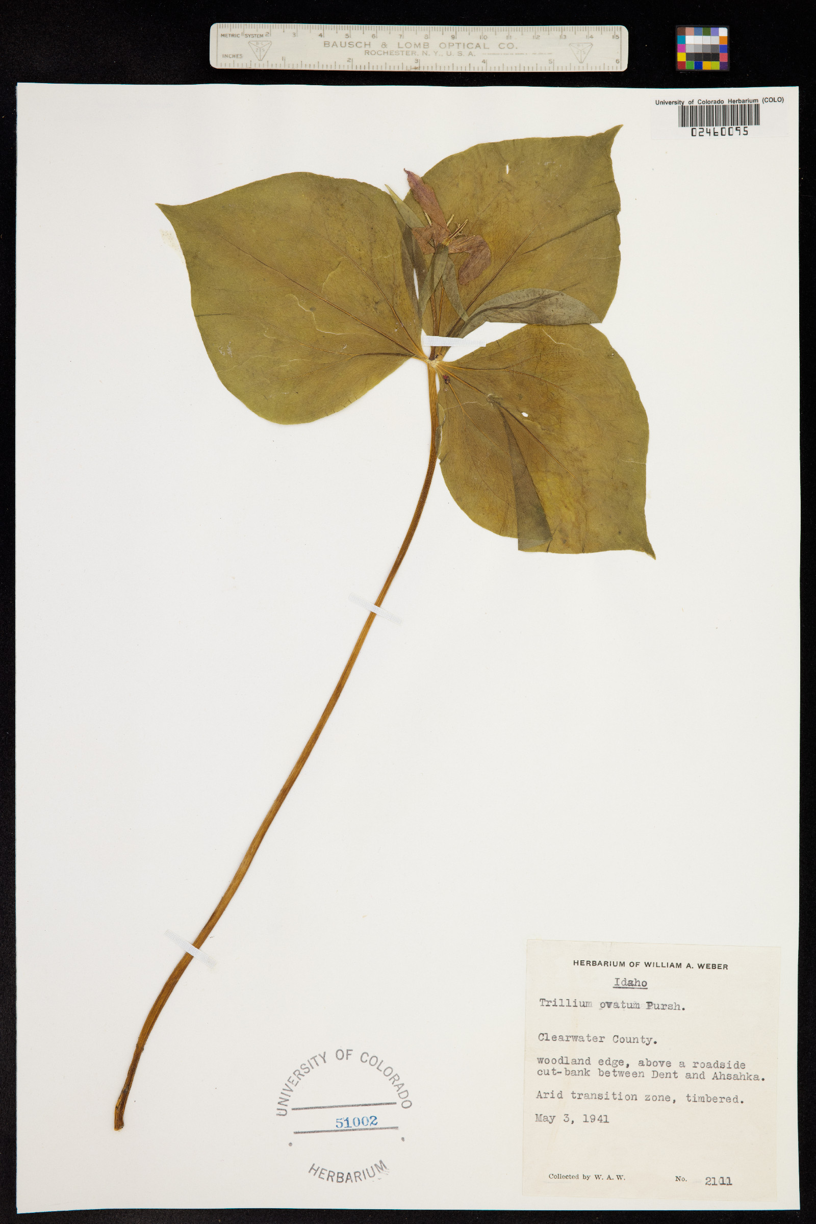 Trillium ovatum image