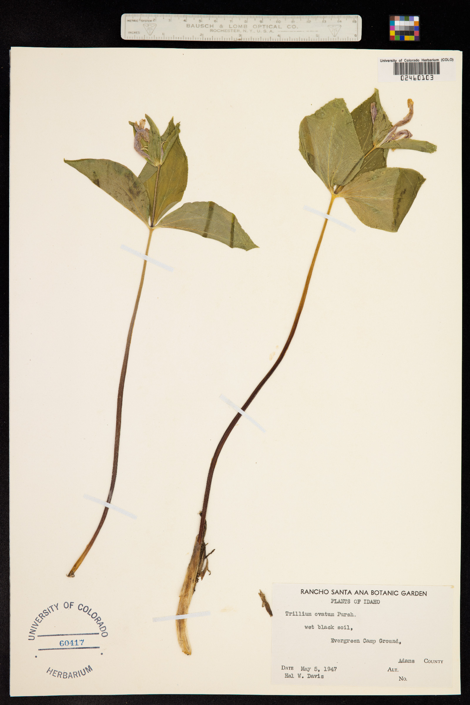 Trillium ovatum image