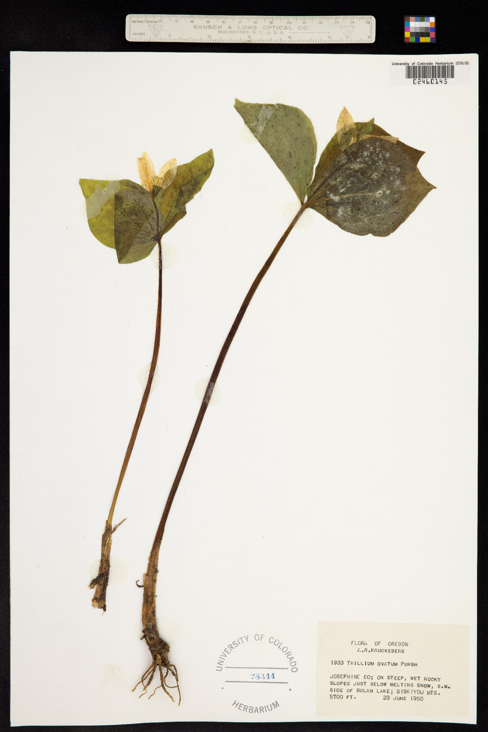 Trillium ovatum image