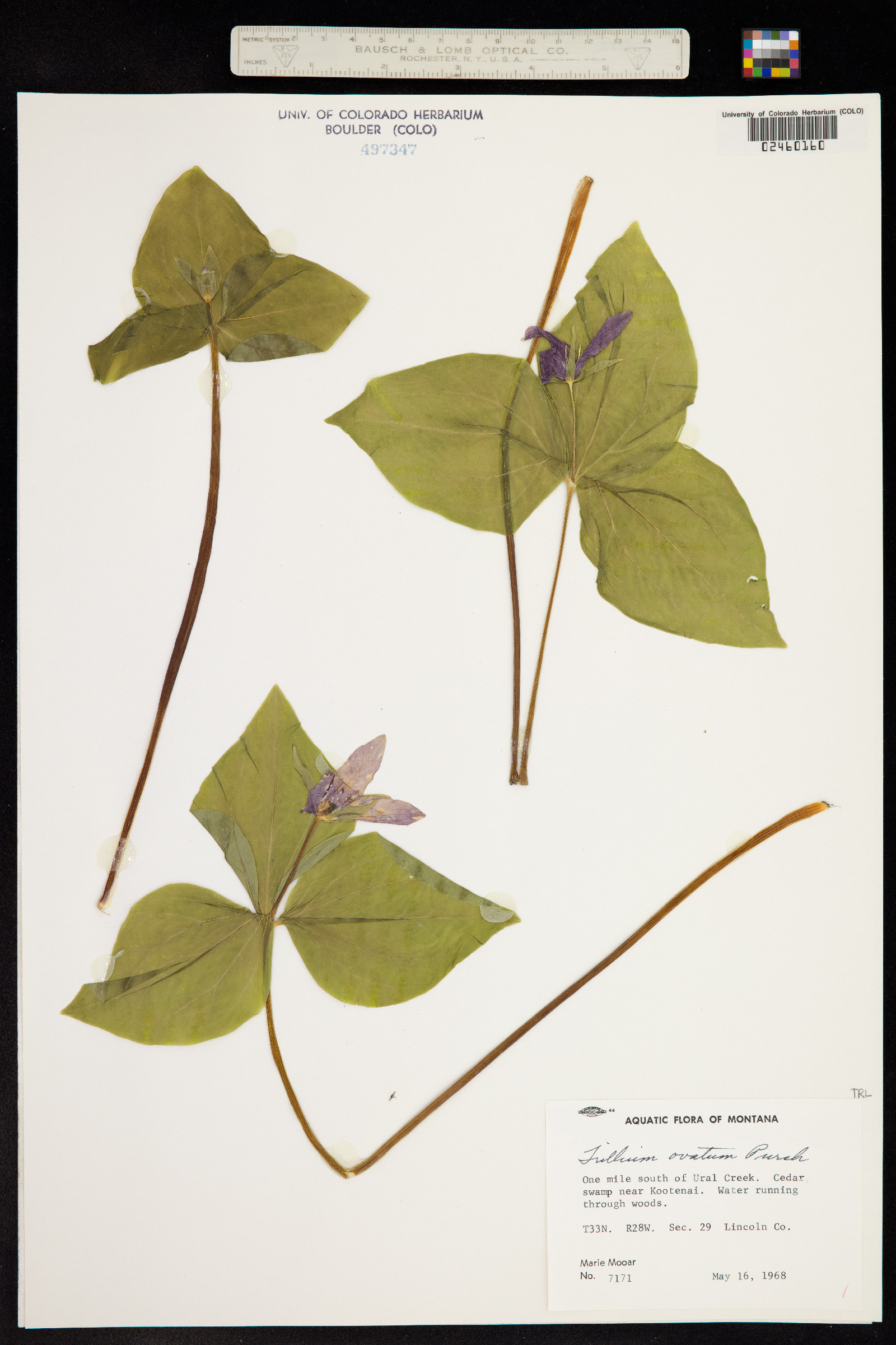 Trillium ovatum image