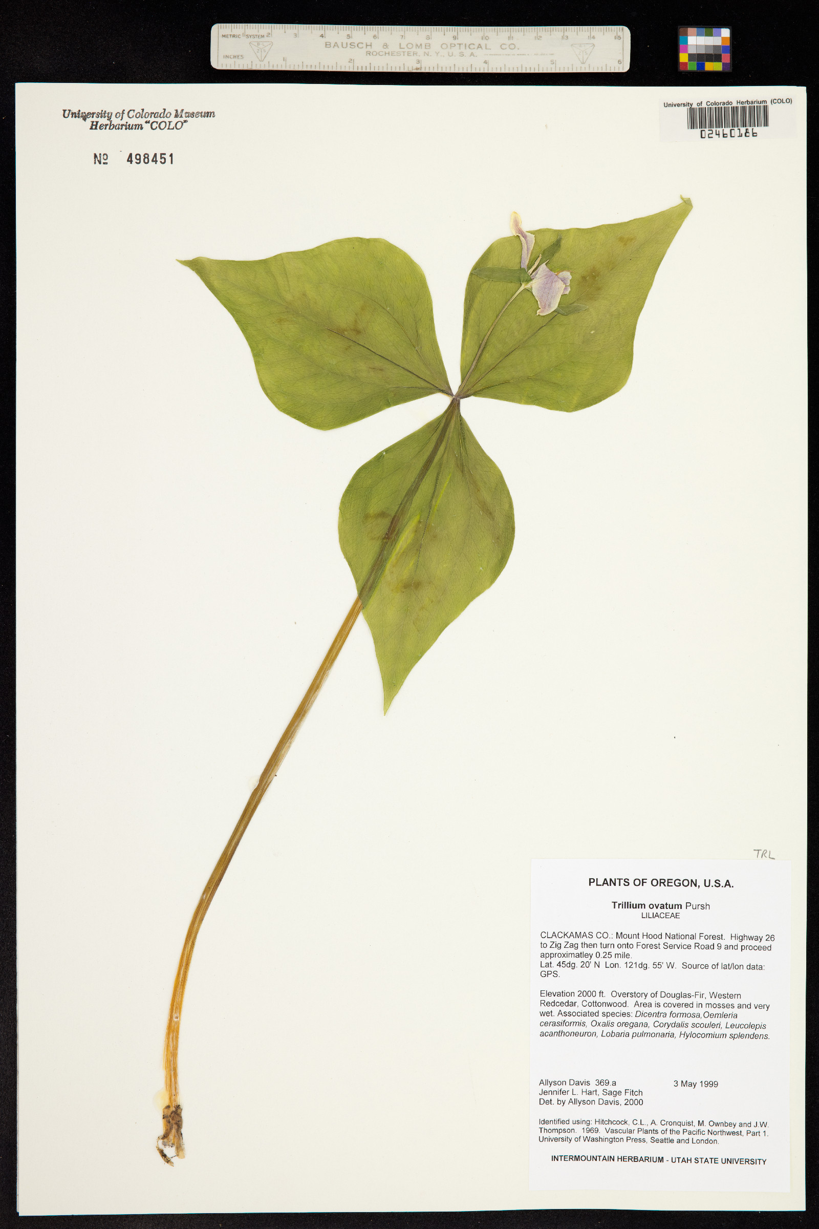 Trillium ovatum image