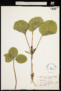 Trillium petiolatum image