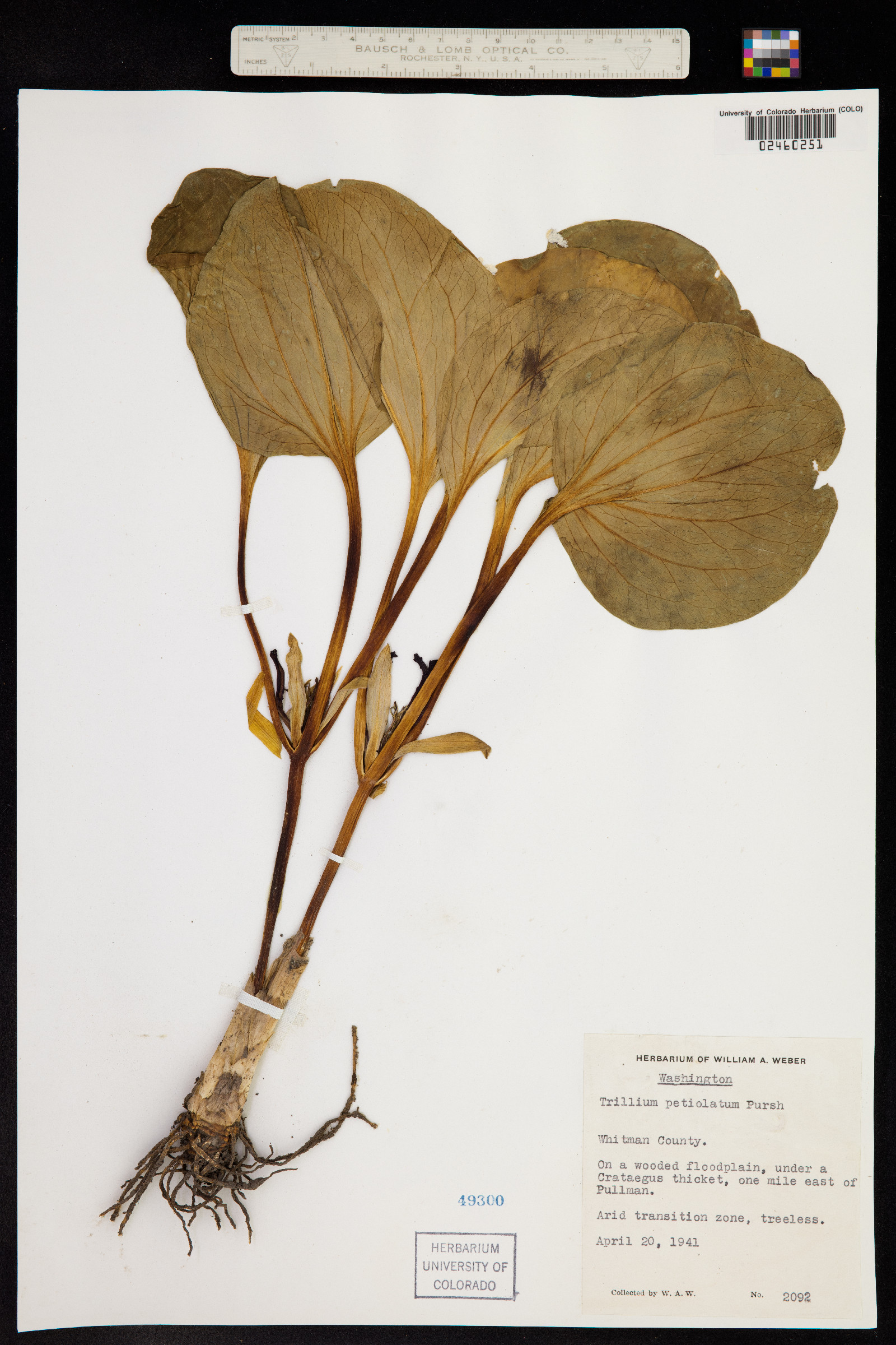 Trillium petiolatum image