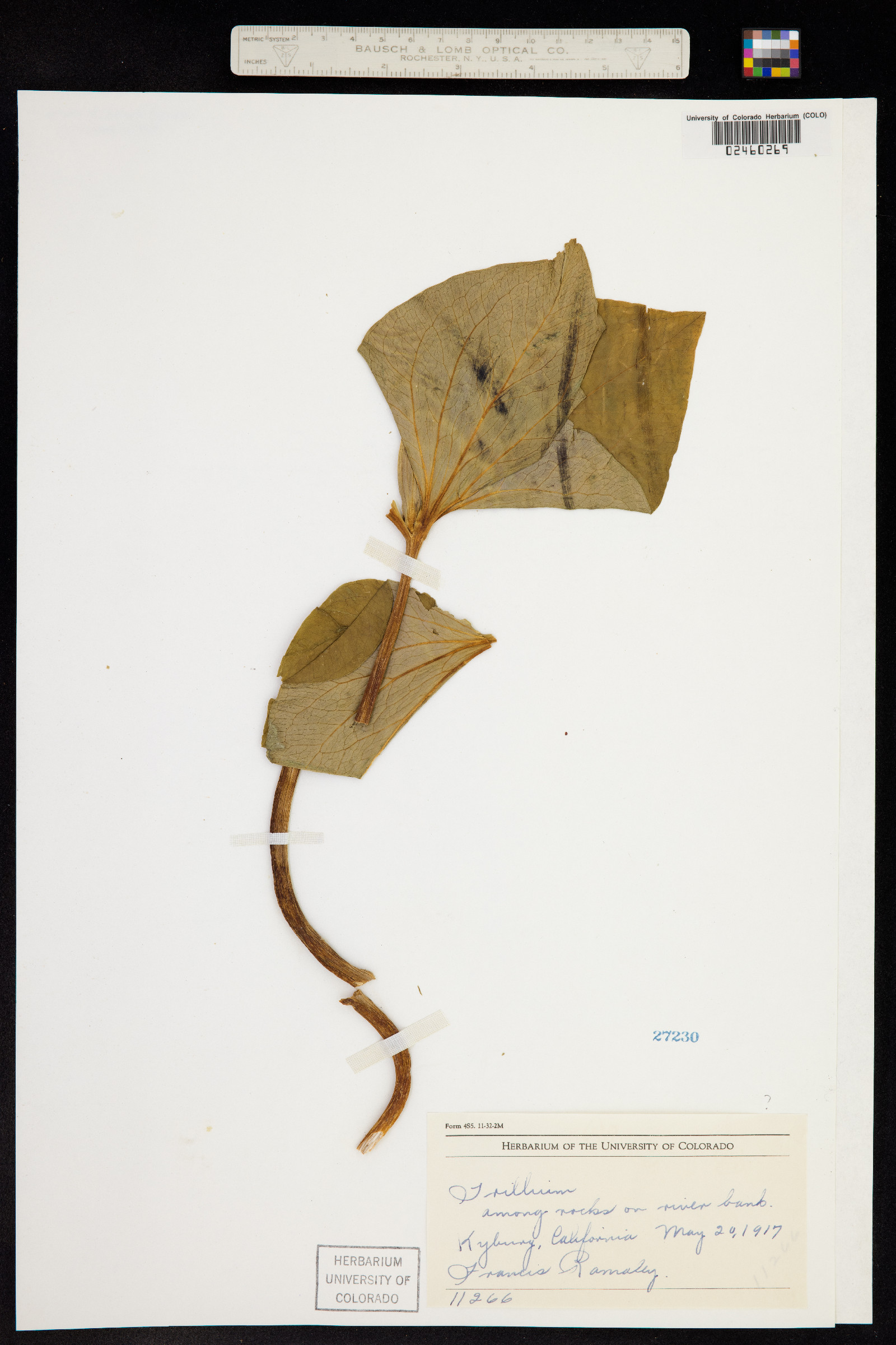 Trillium petiolatum image
