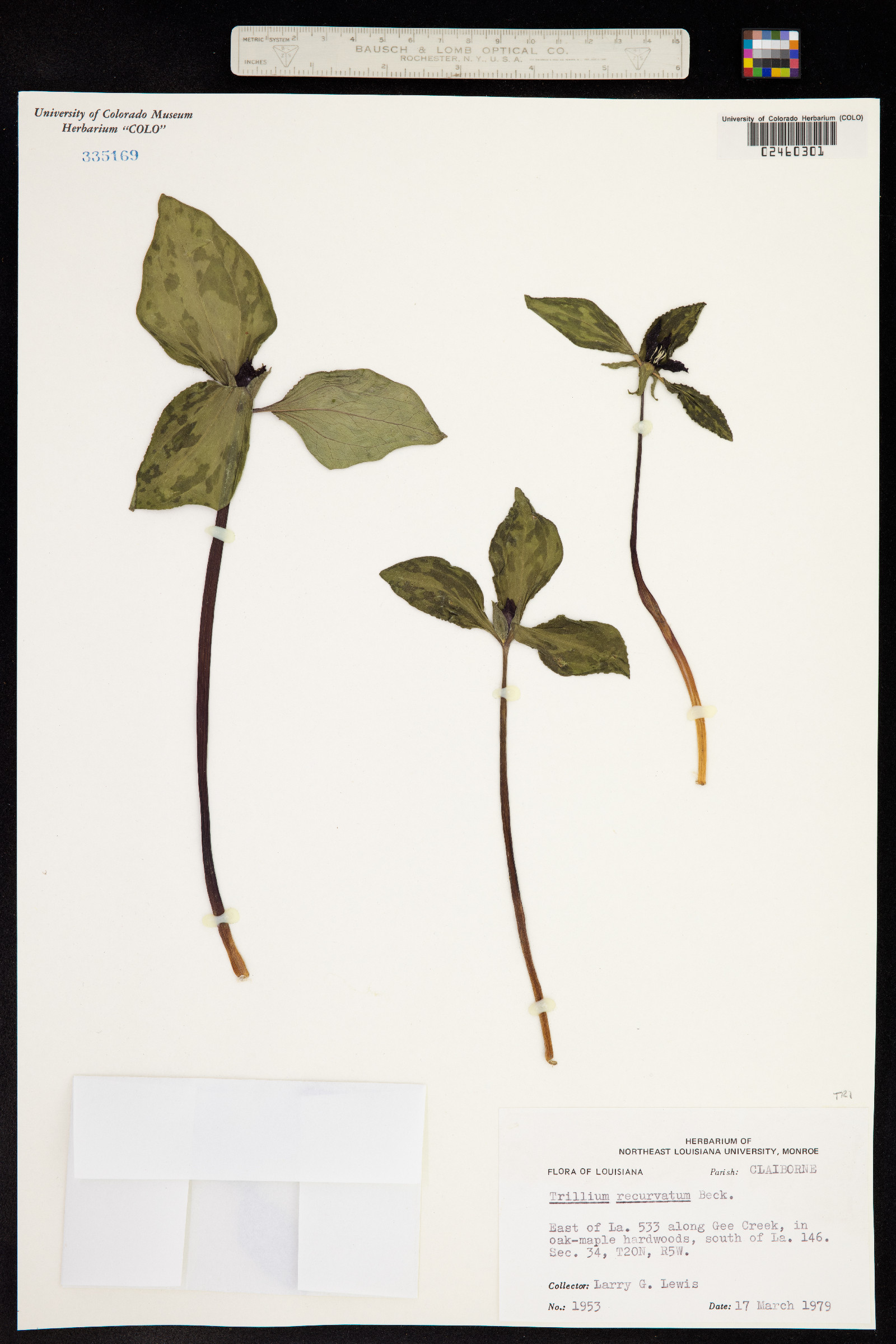 Trillium recurvatum image