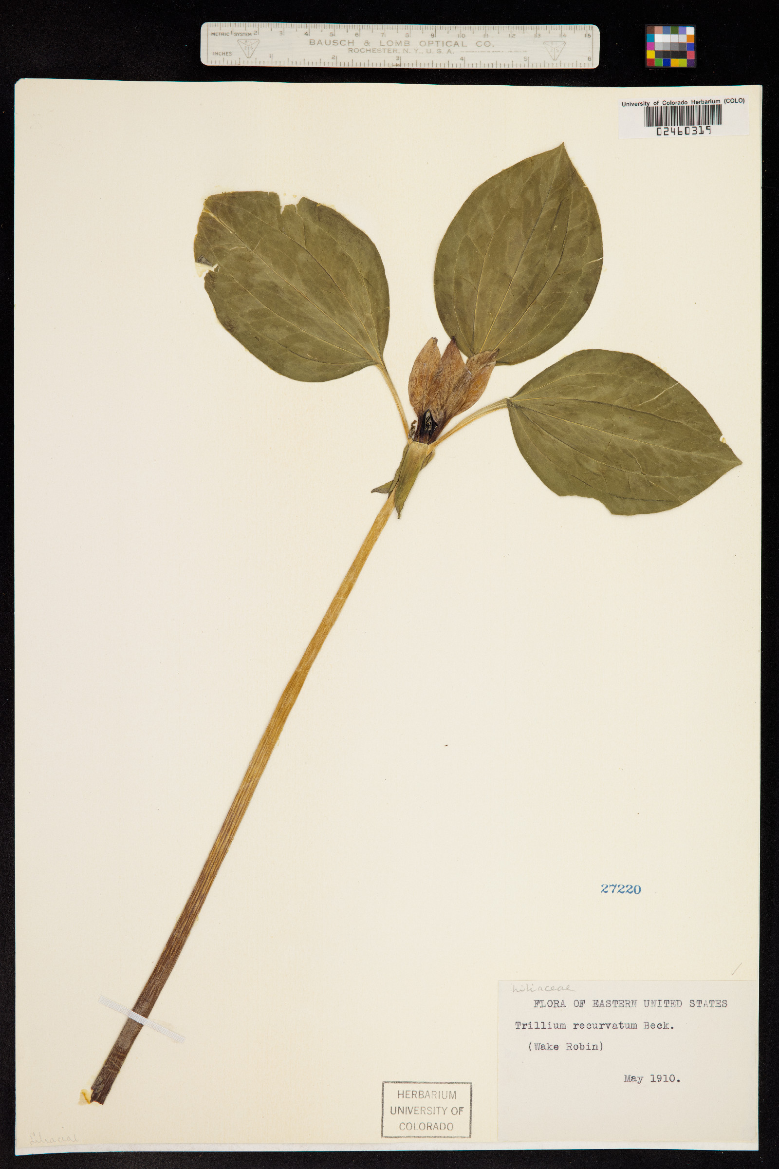 Trillium recurvatum image