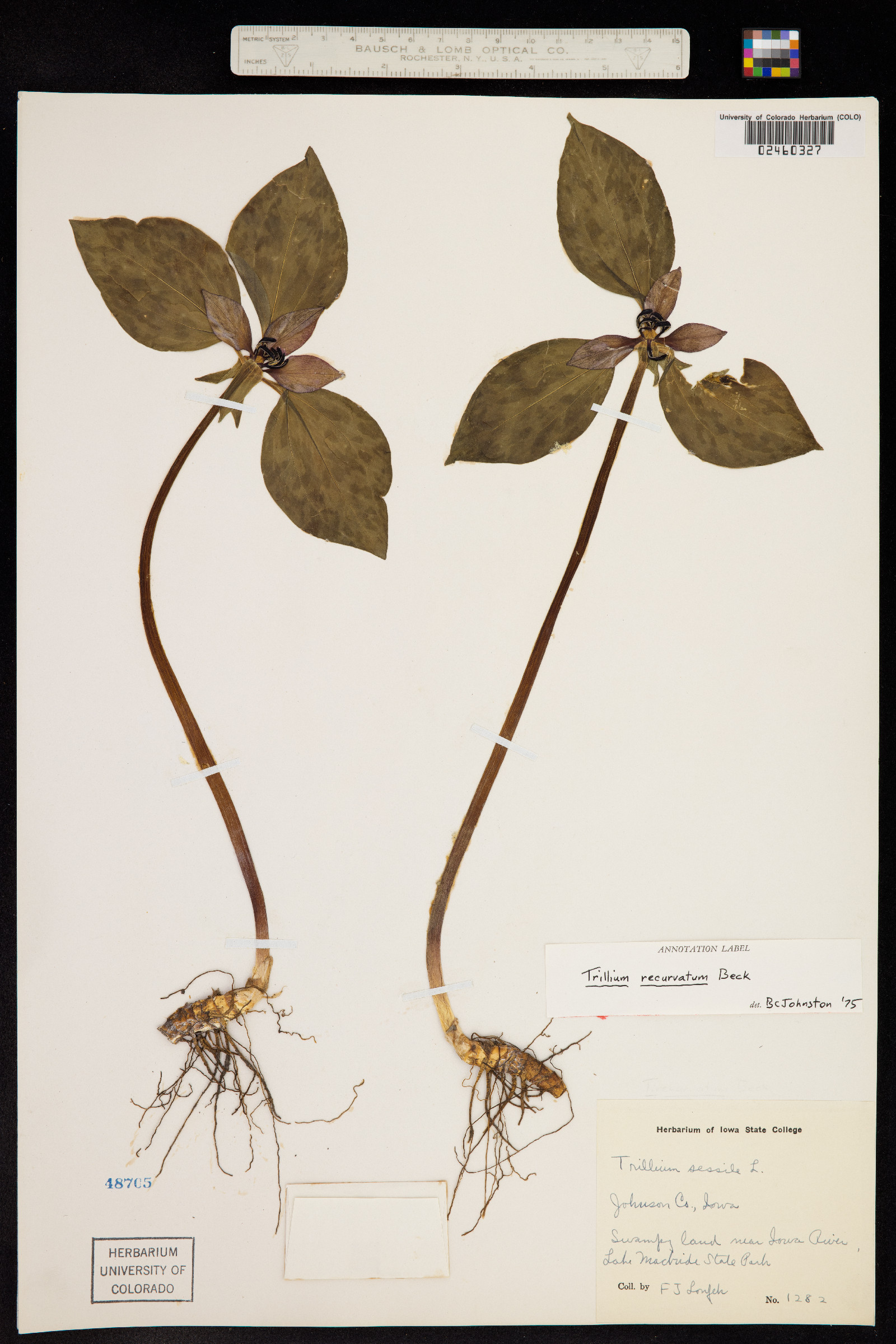 Trillium recurvatum image
