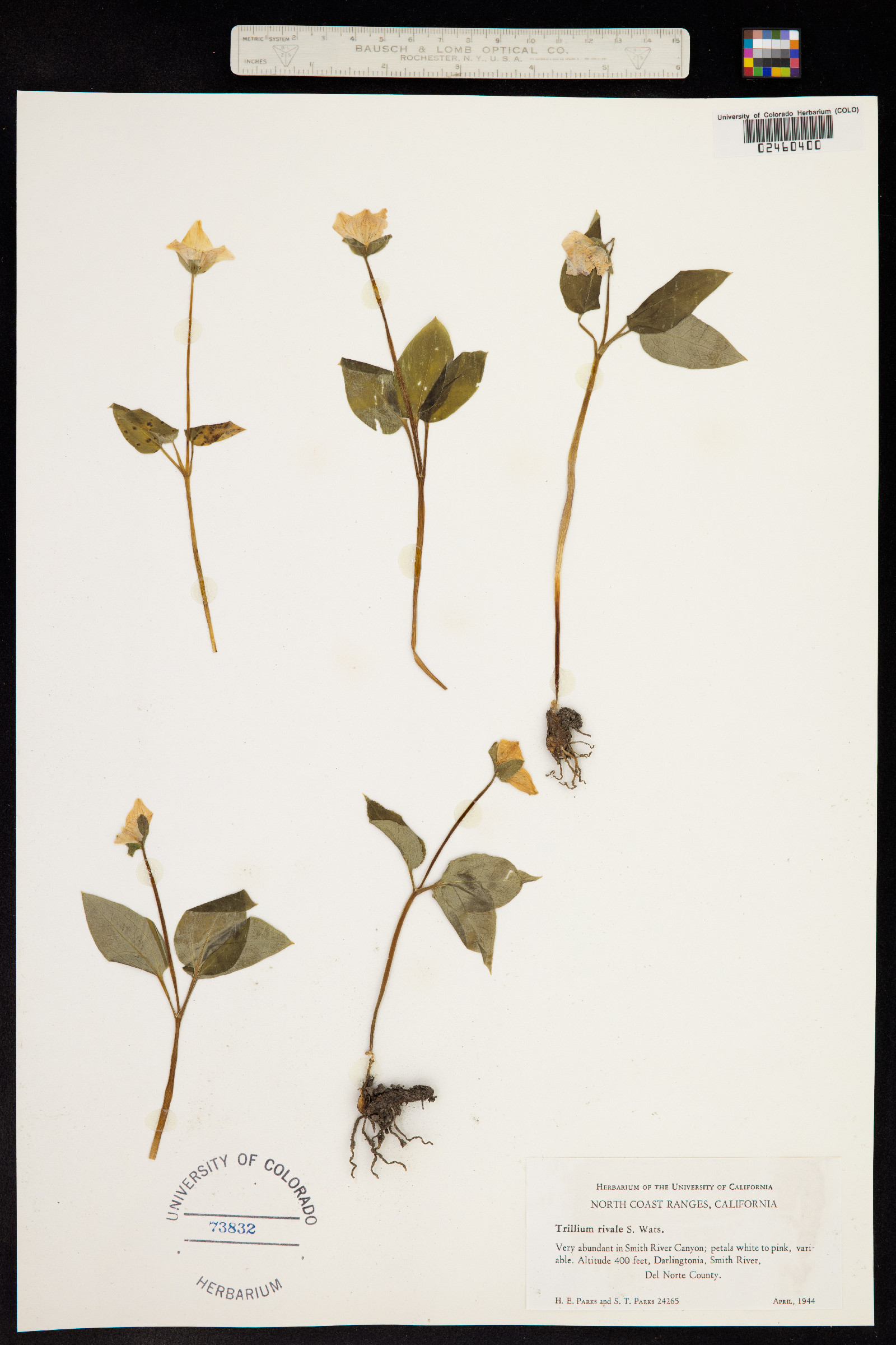 Pseudotrillium rivale image