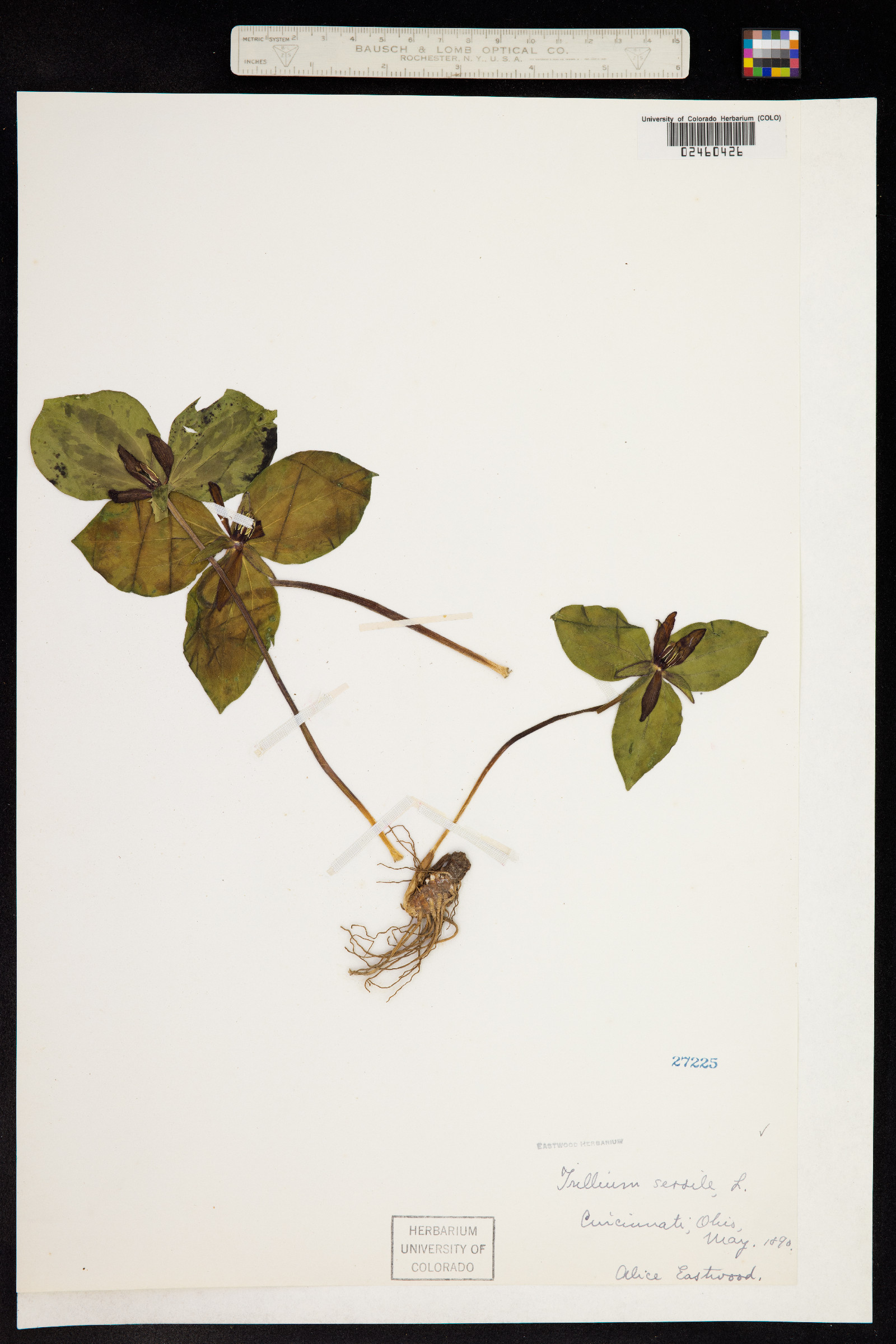 Trillium sessile image