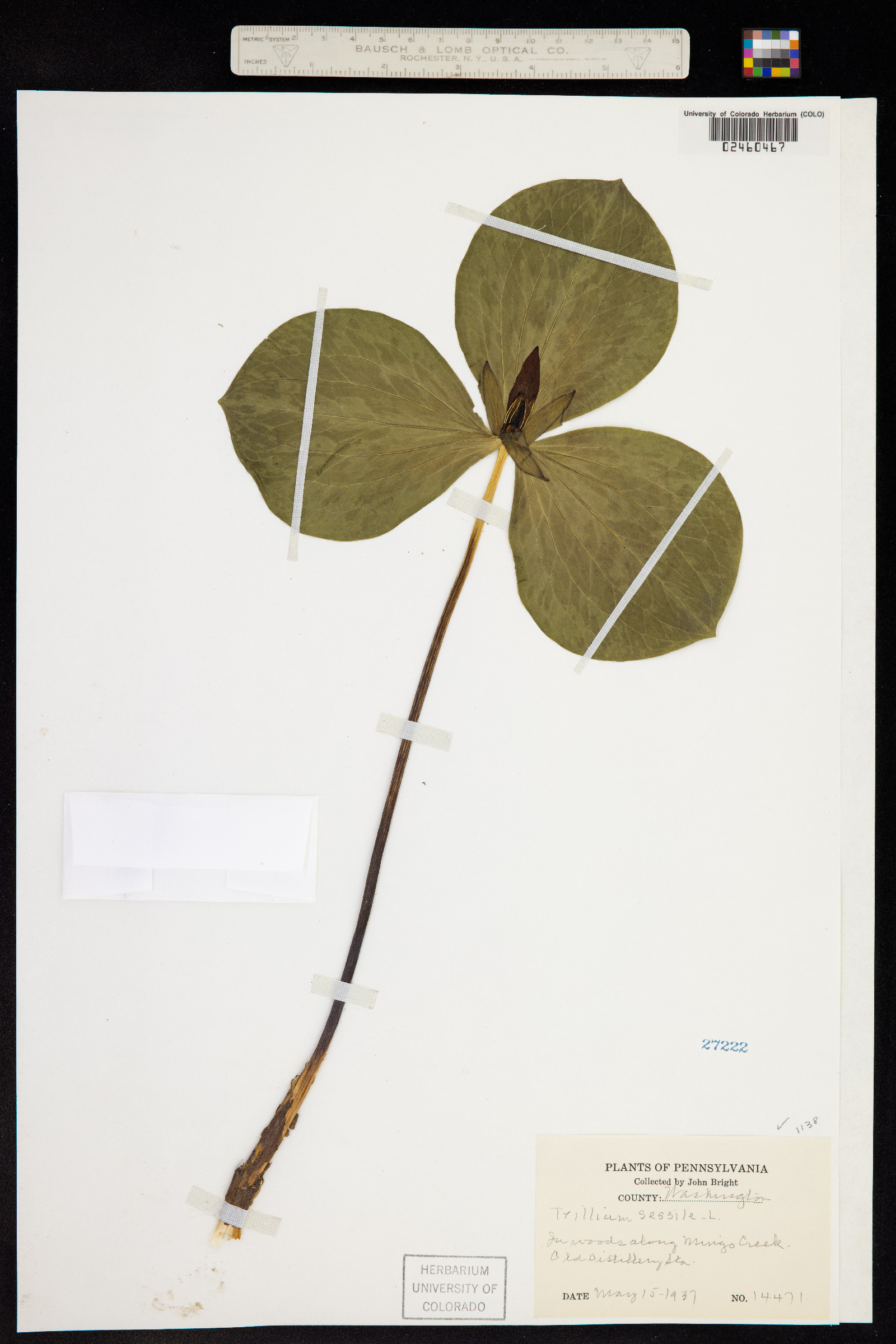 Trillium sessile image