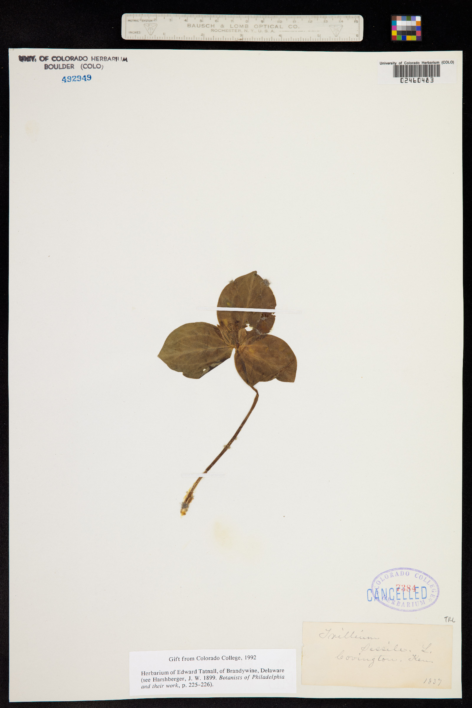 Trillium sessile image