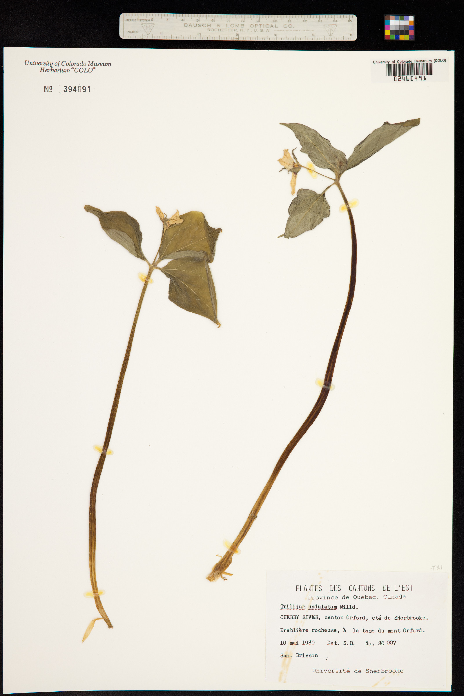 Trillium image