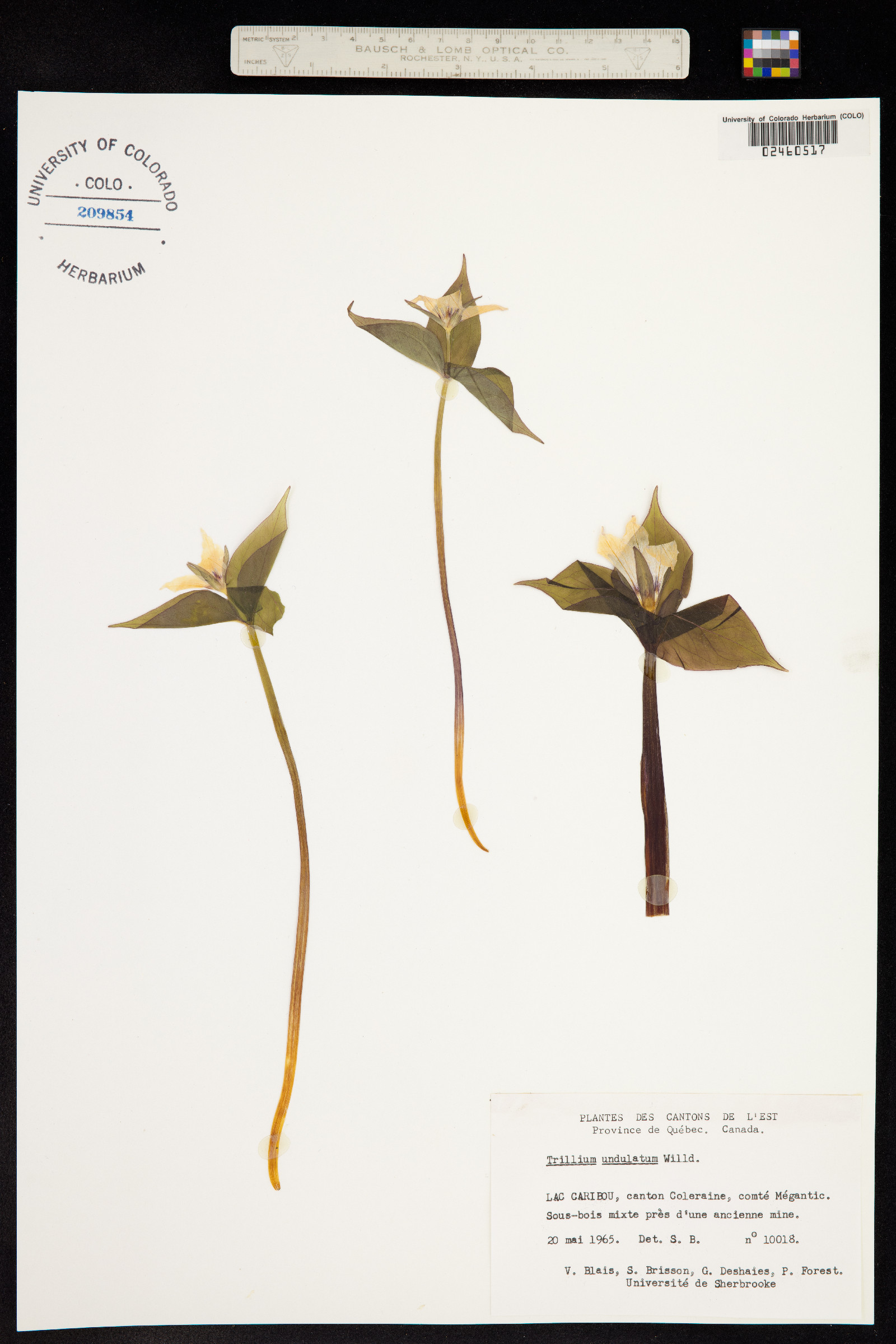 Trillium undulatum image