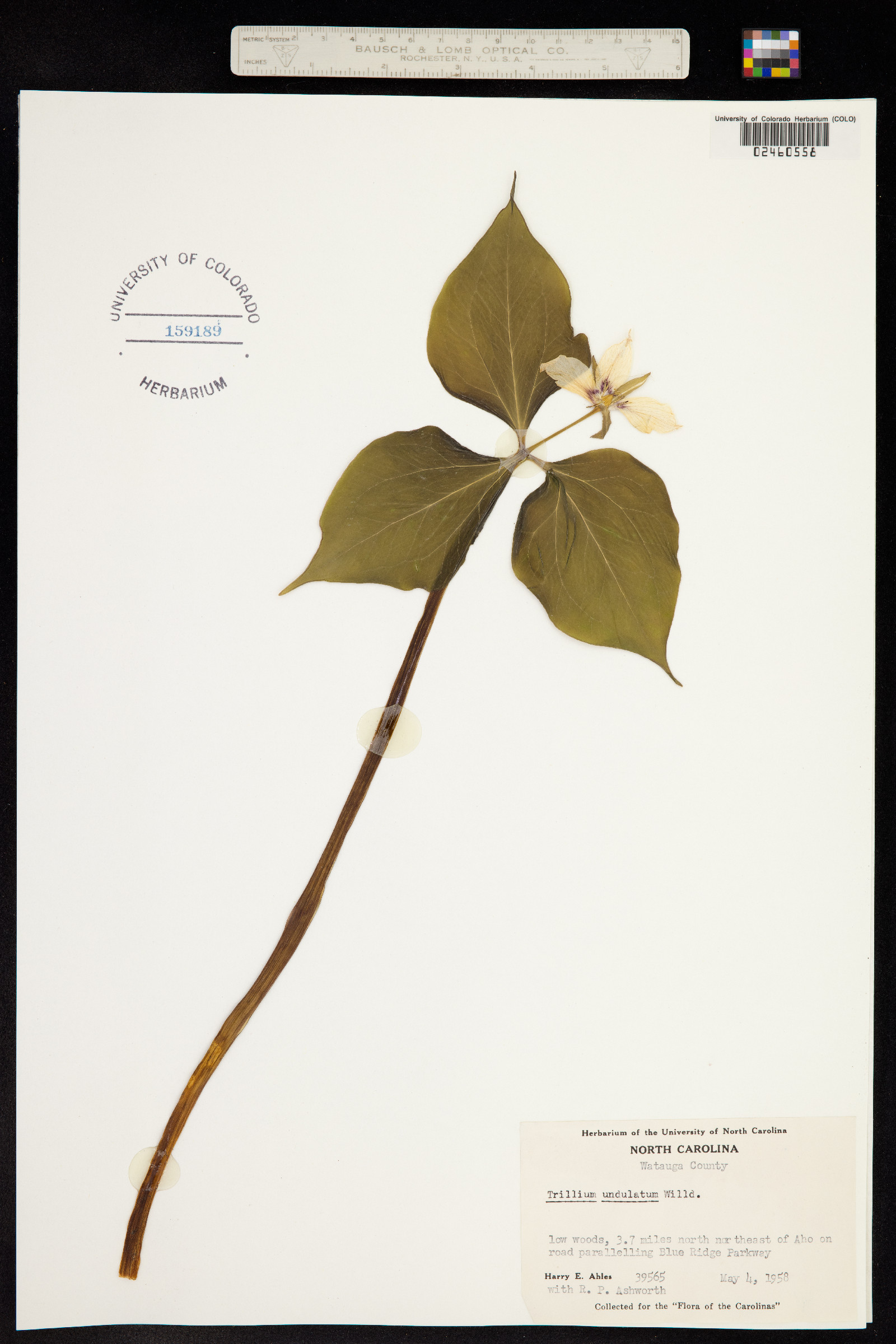 Trillium undulatum image