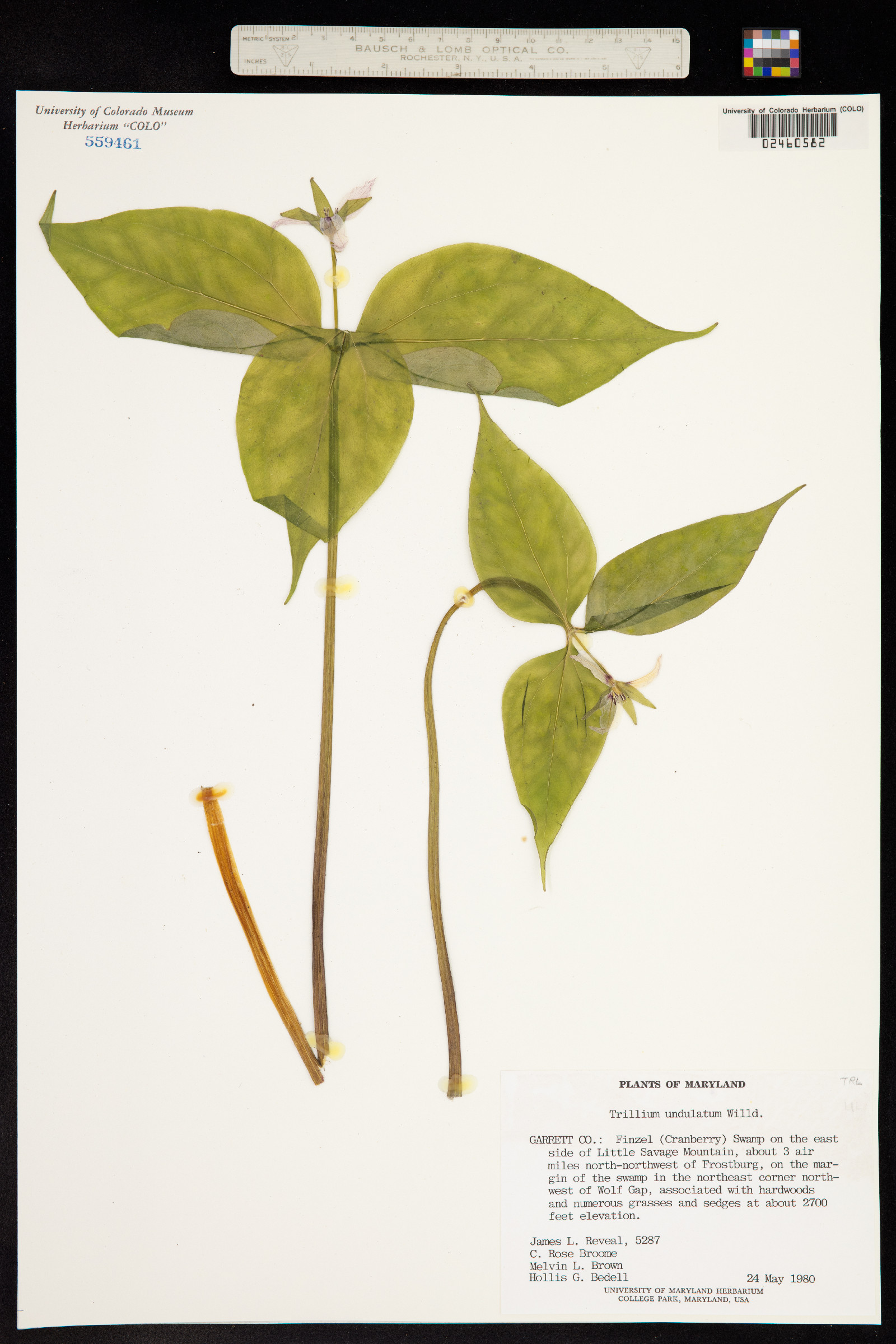 Trilliaceae image