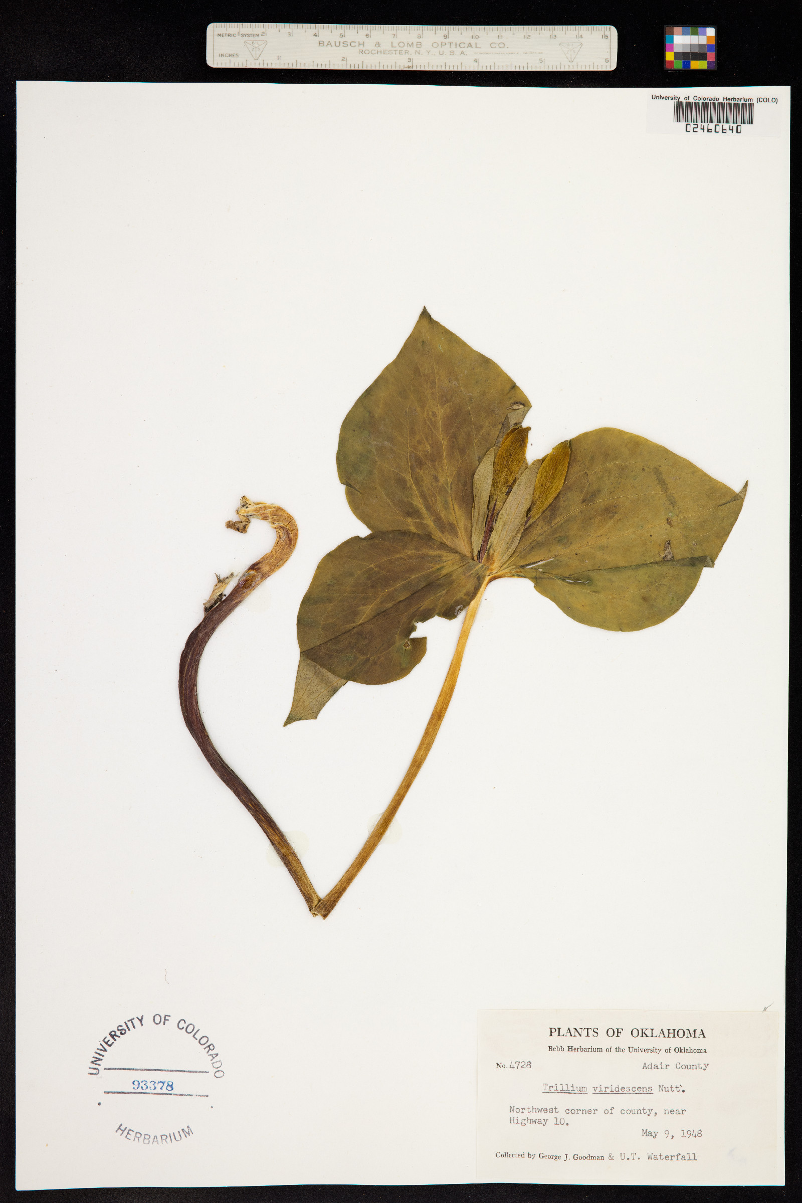 Trillium viridescens image