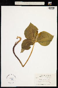 Image of Trillium viridescens