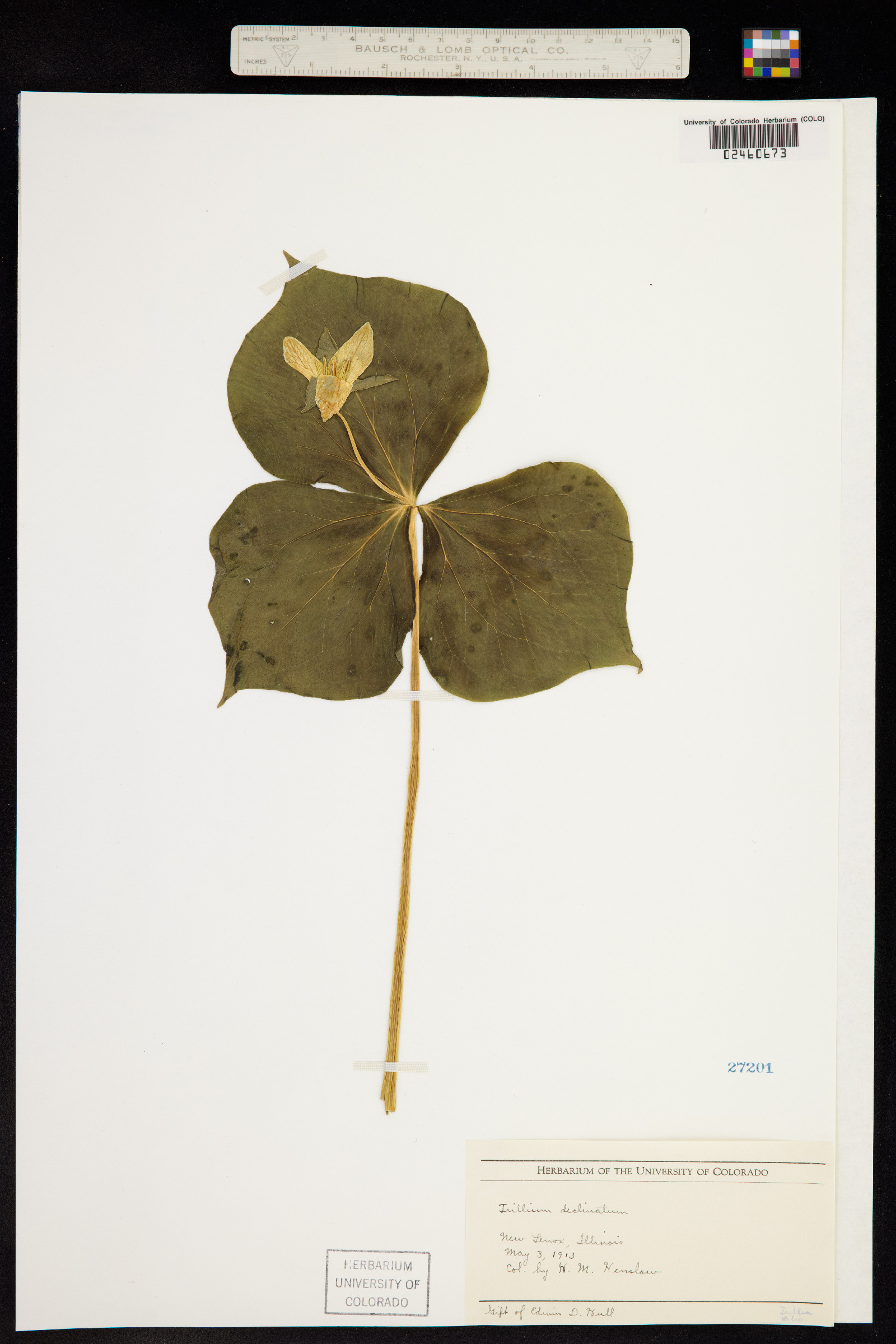 Trillium flexipes image