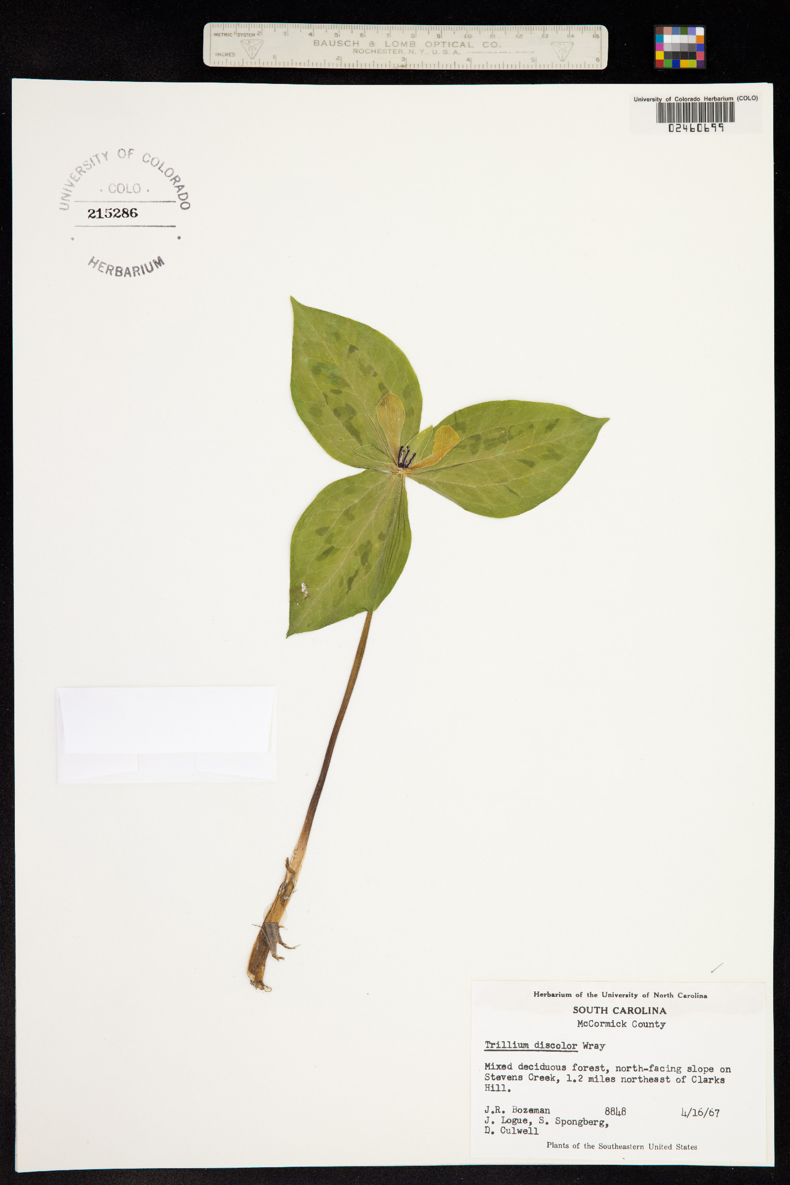 Trillium discolor image