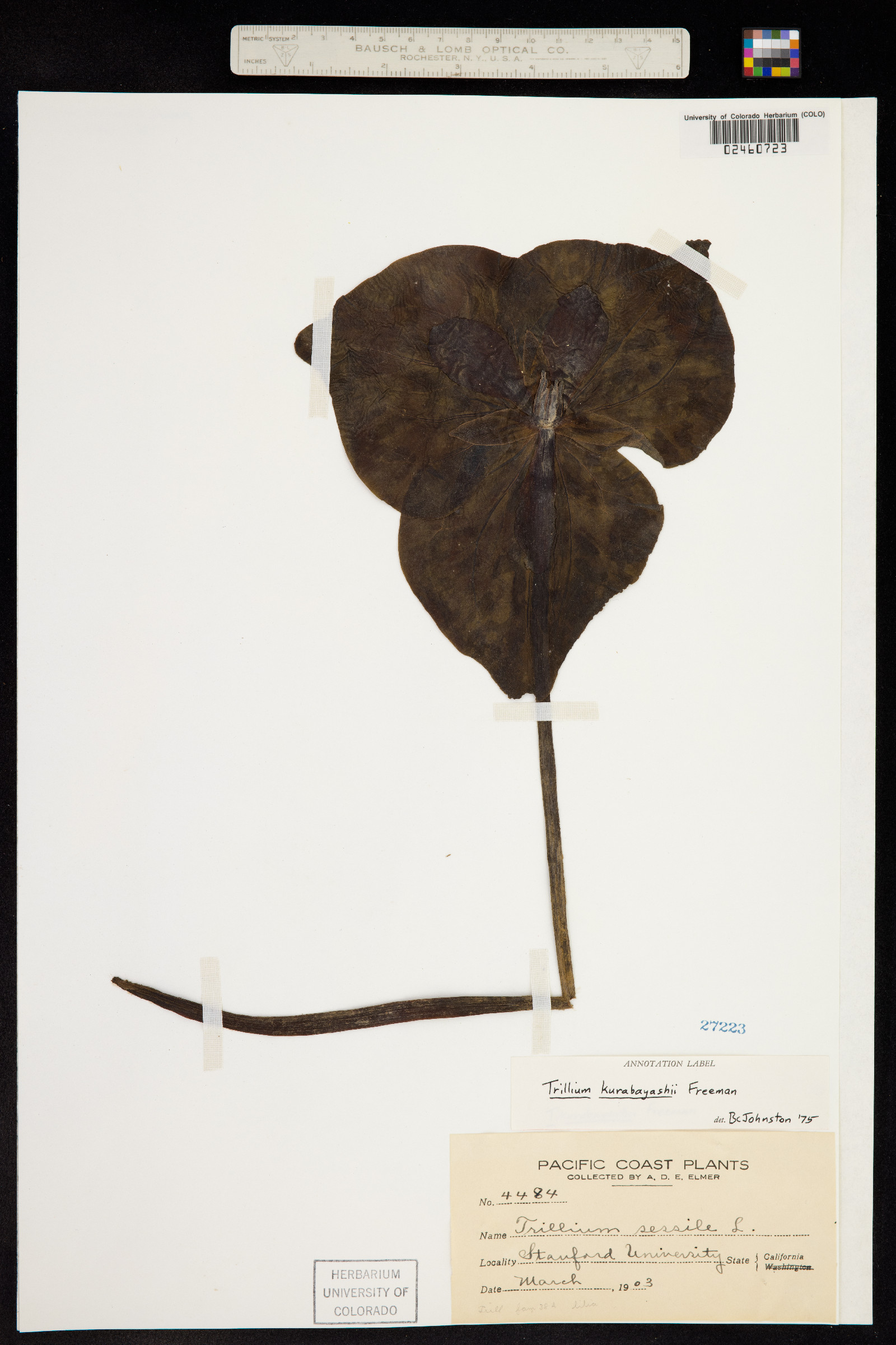 Trillium sessile image