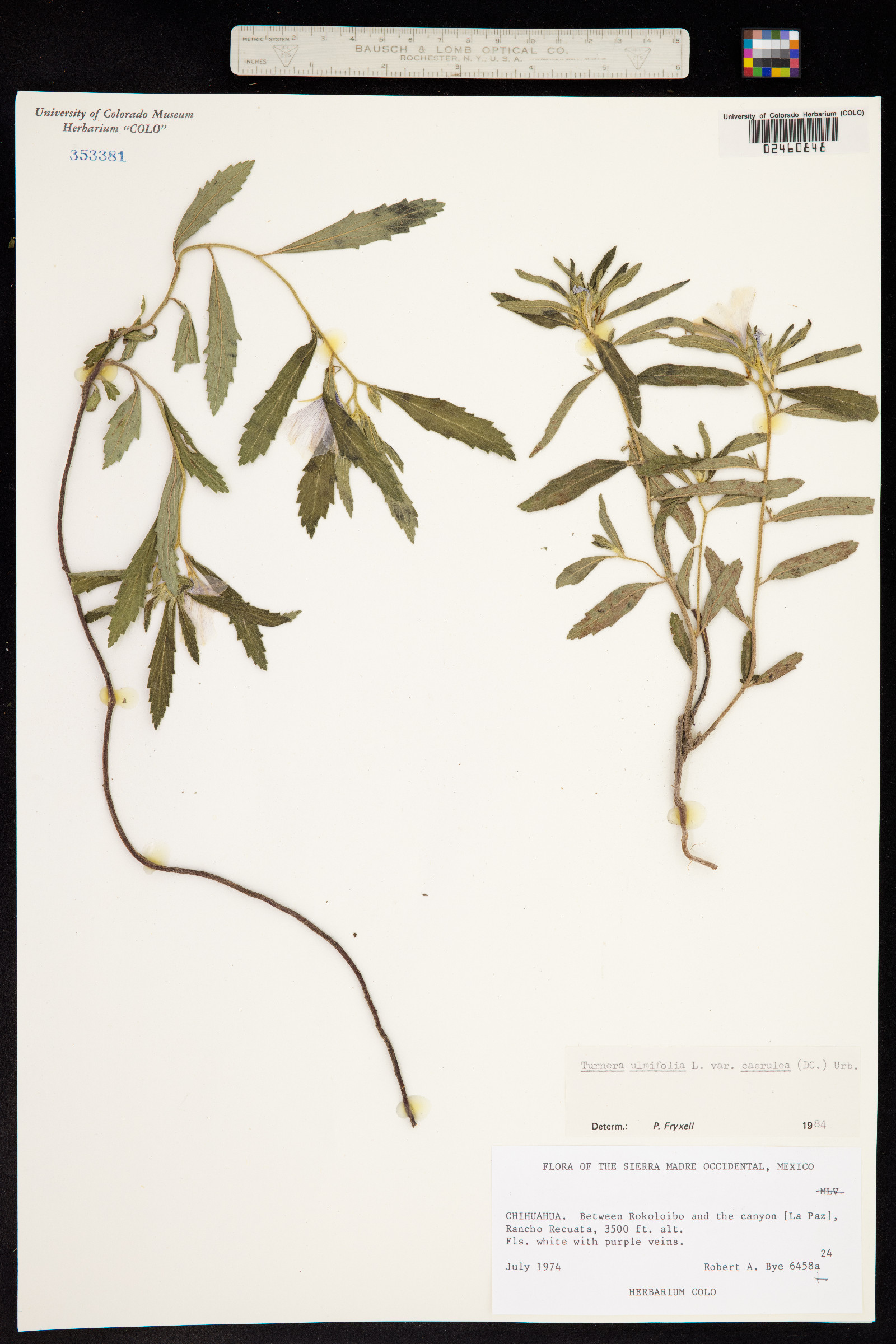 Turnera ulmifolia image