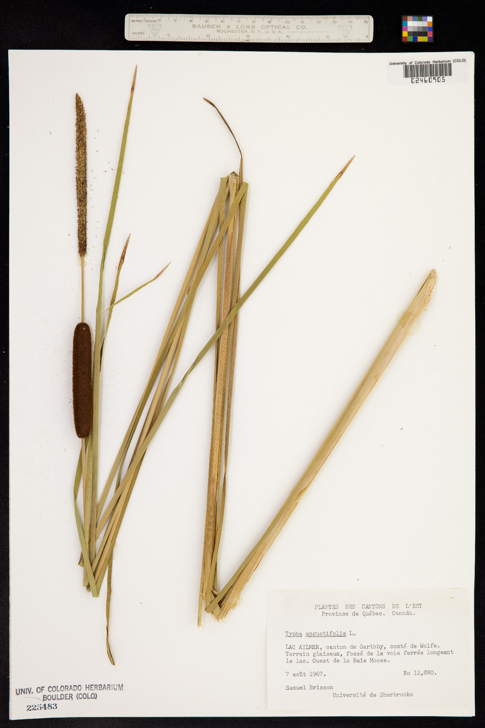 Typha angustifolia image