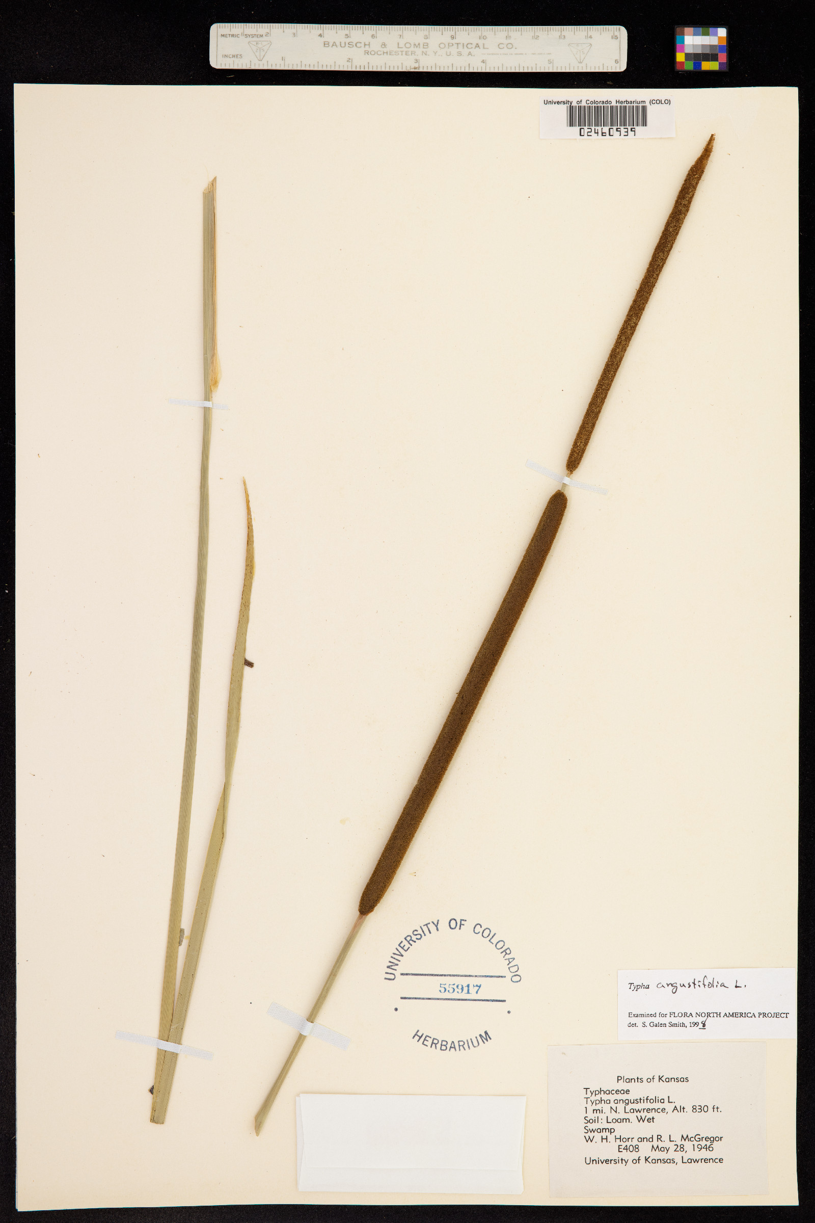 Typha angustifolia image