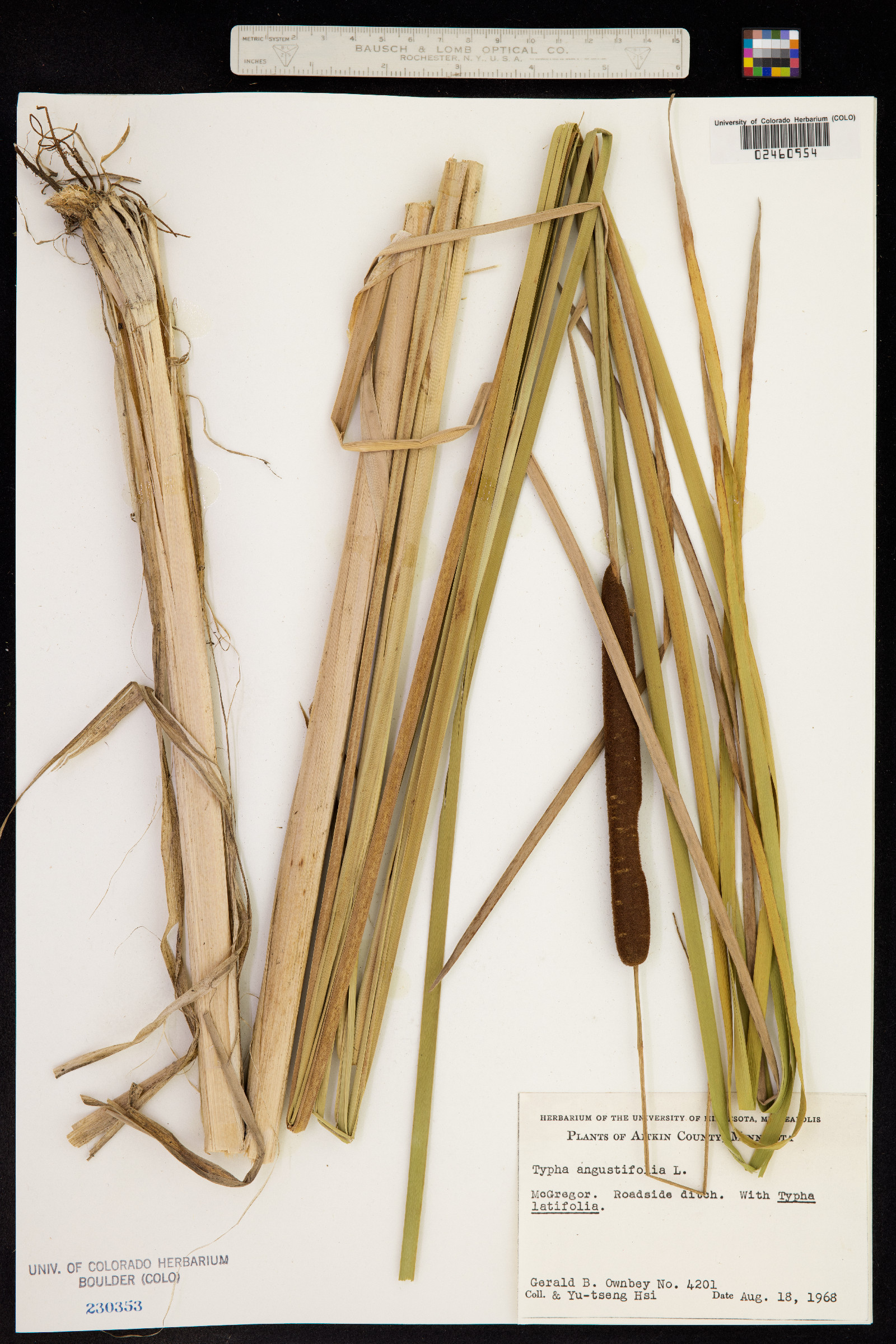 Typha angustifolia image