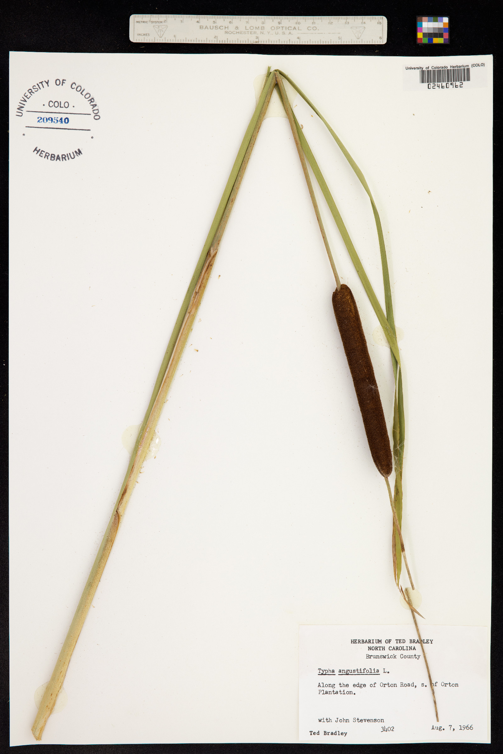 Typha angustifolia image