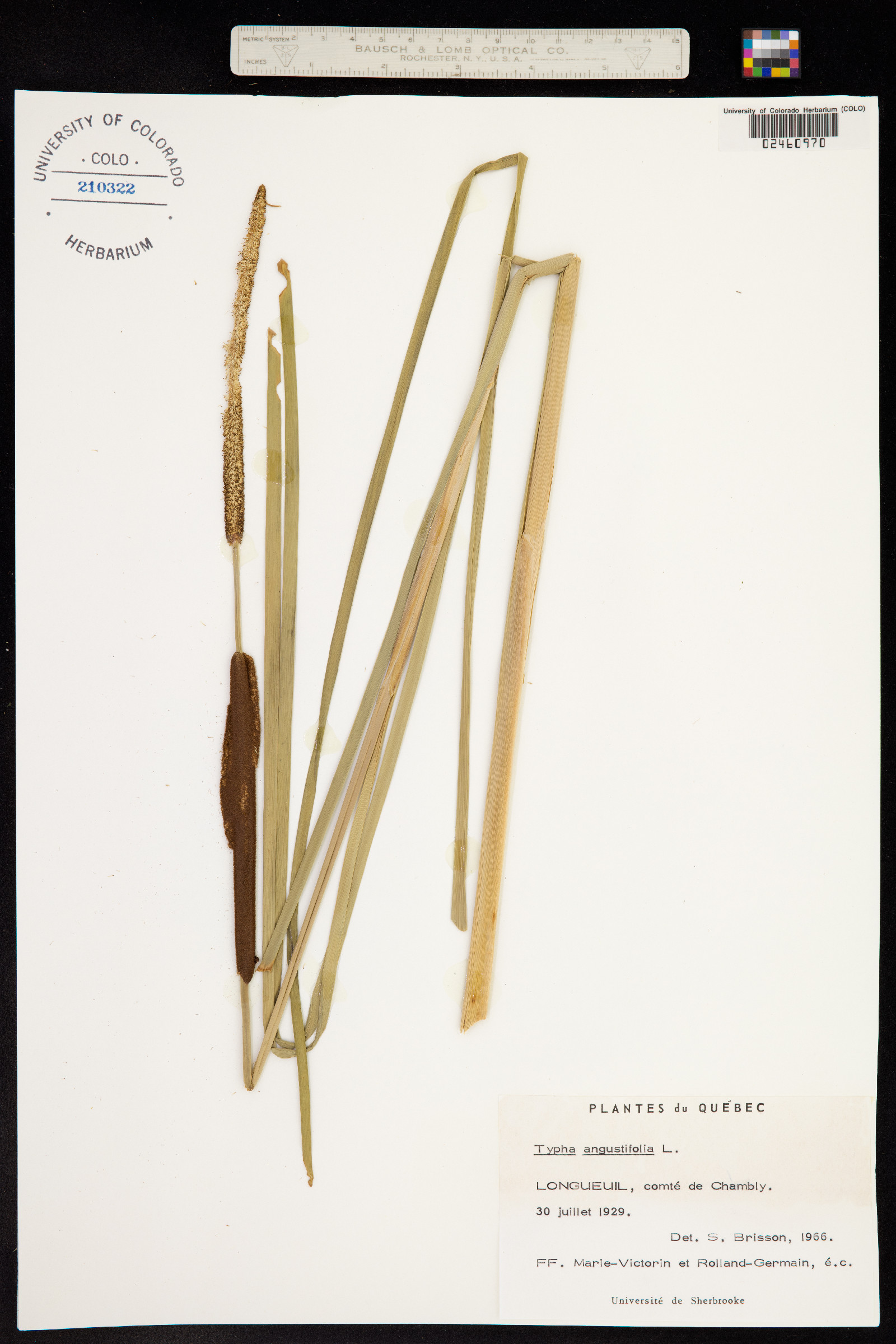 Typha angustifolia image