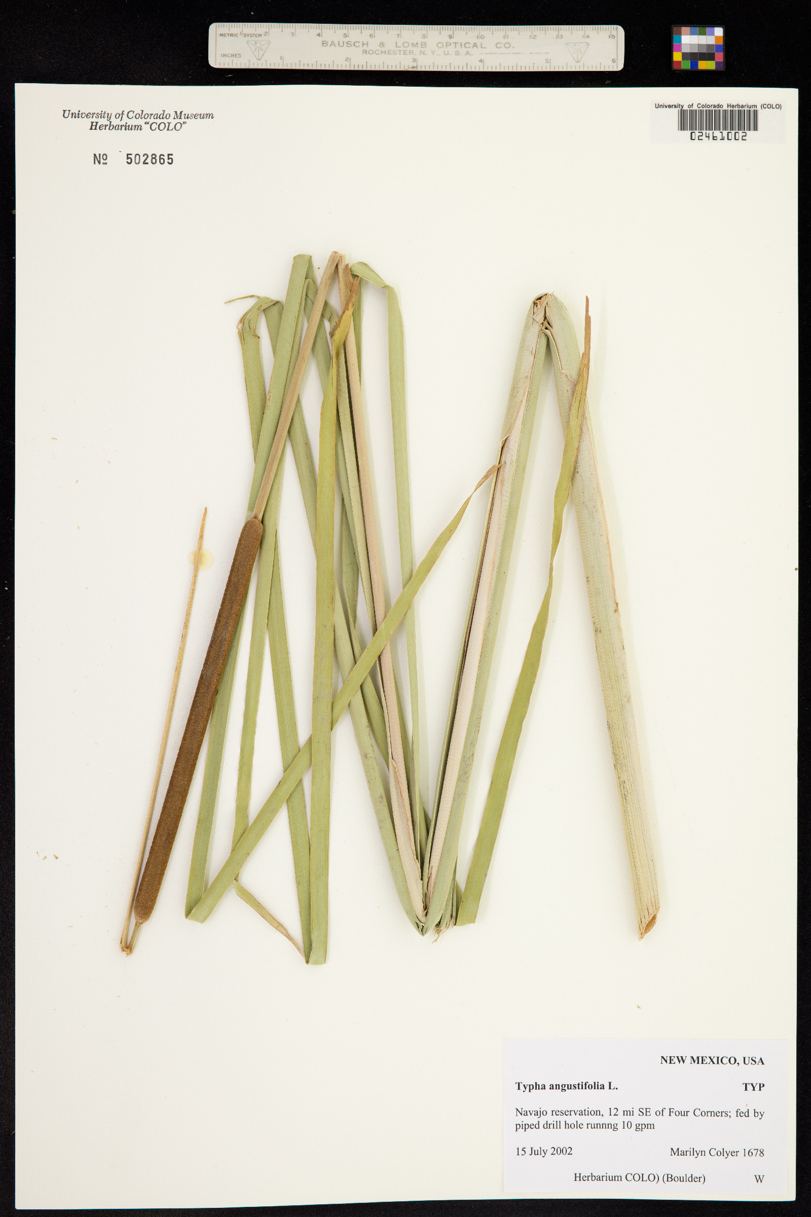 Typha angustifolia image
