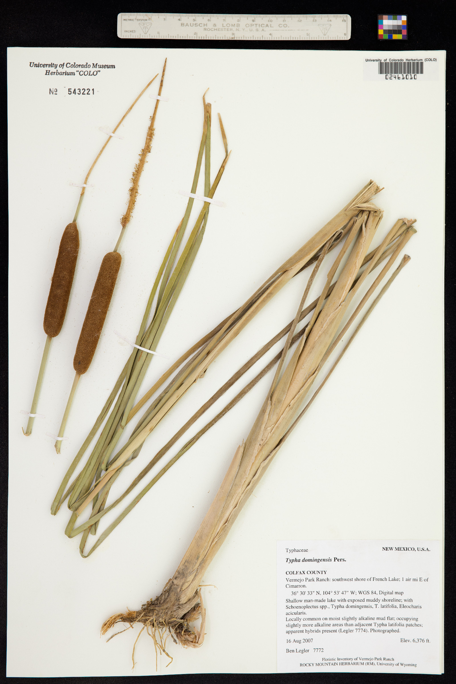 Typha domingensis image